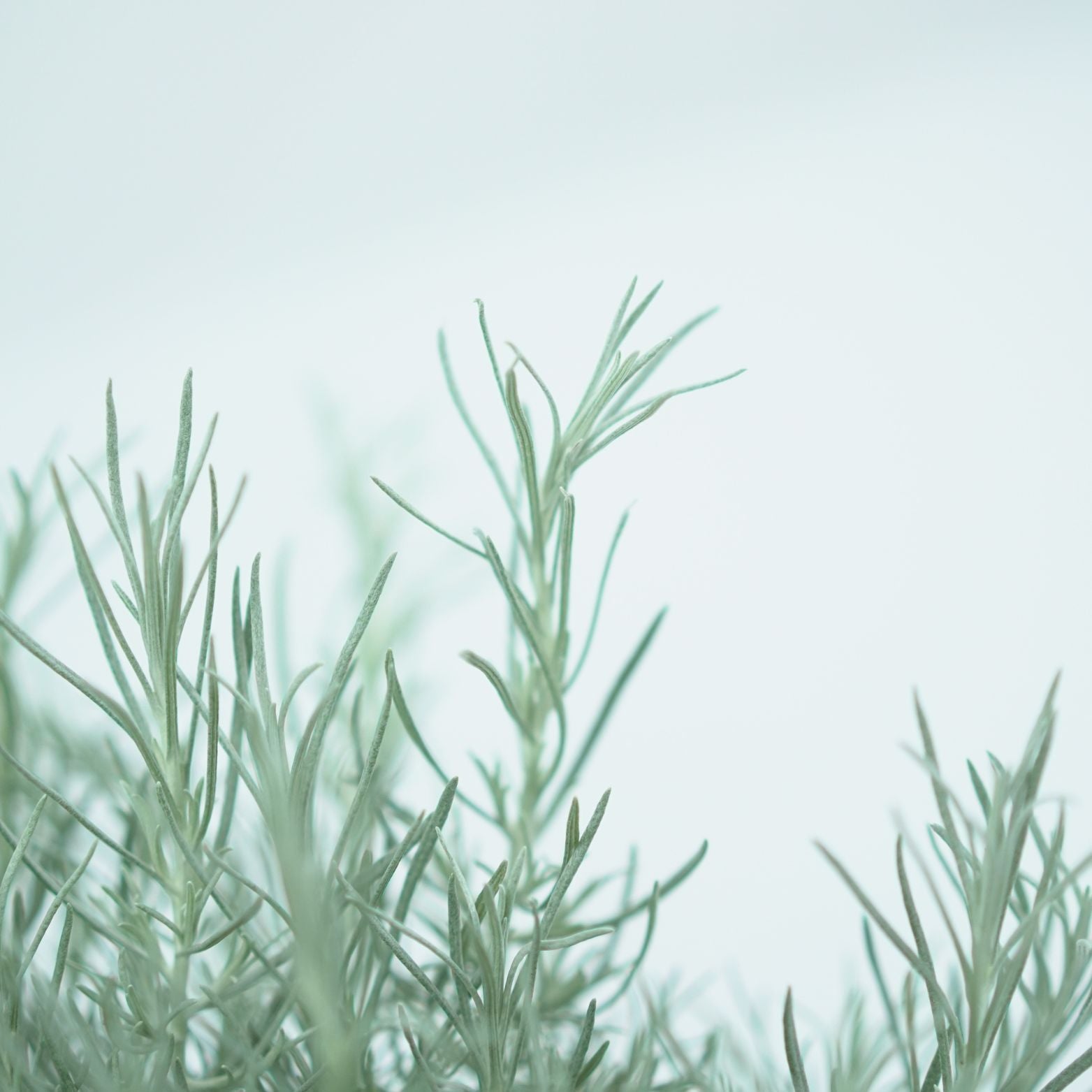 HELICHRYSUM ITALICUM Kocanka włoska
