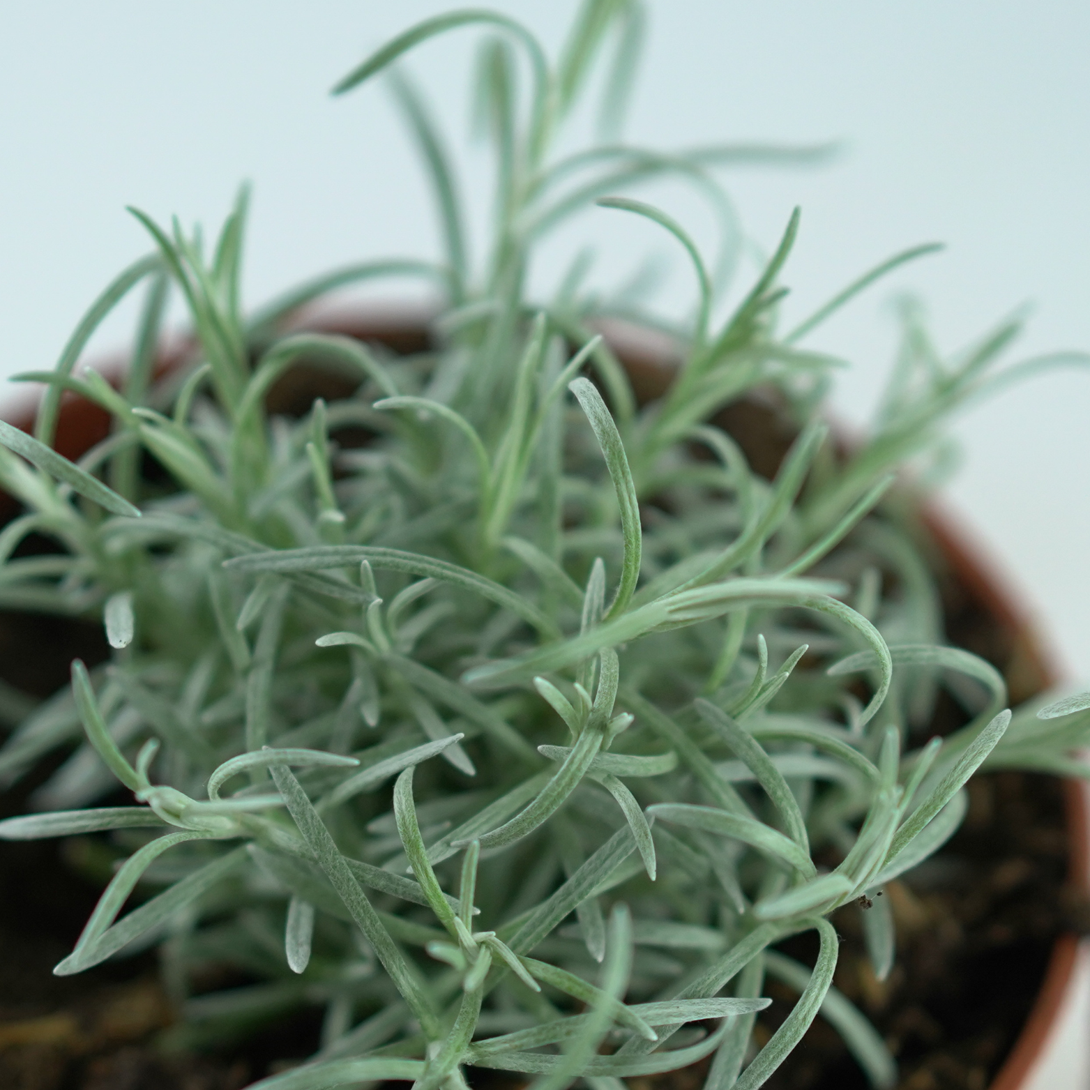 HELICHRYSUM ITALICUM Kocanka włoska