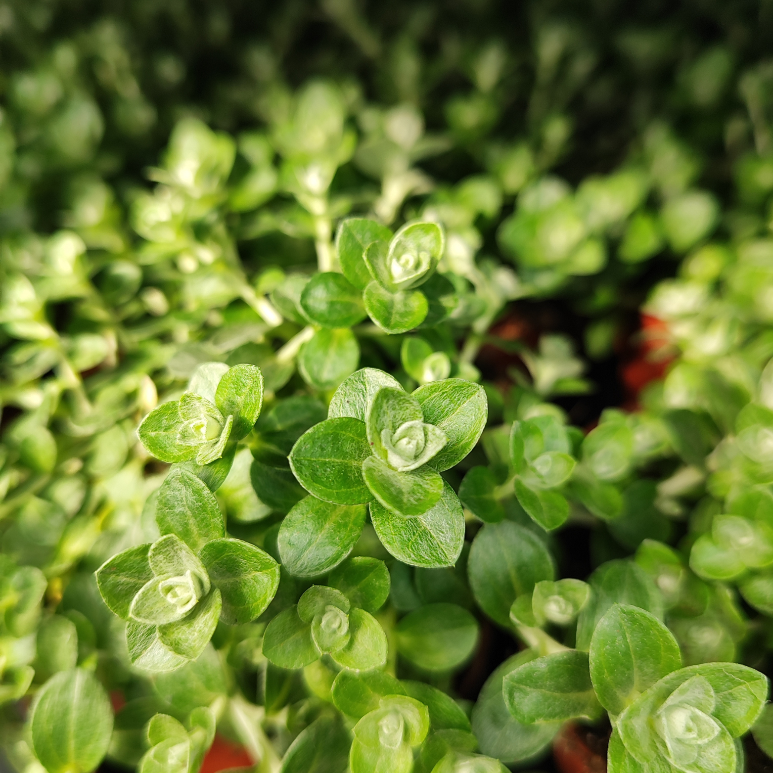 HELICHRYSUM PETIOLARE 'Silver mist' Kocanka włochata