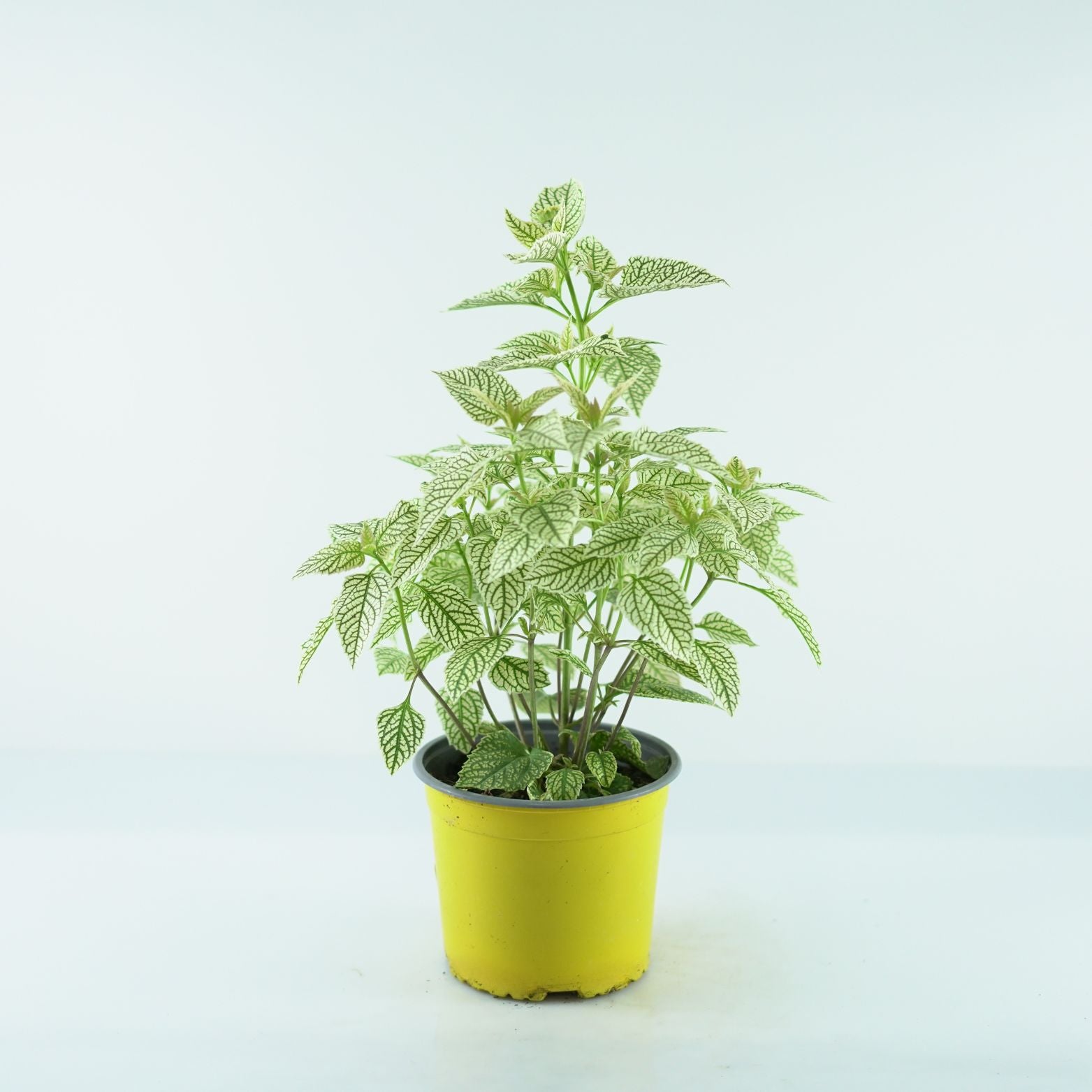 HELIOPSIS 'Solar flare' Słoneczniczek