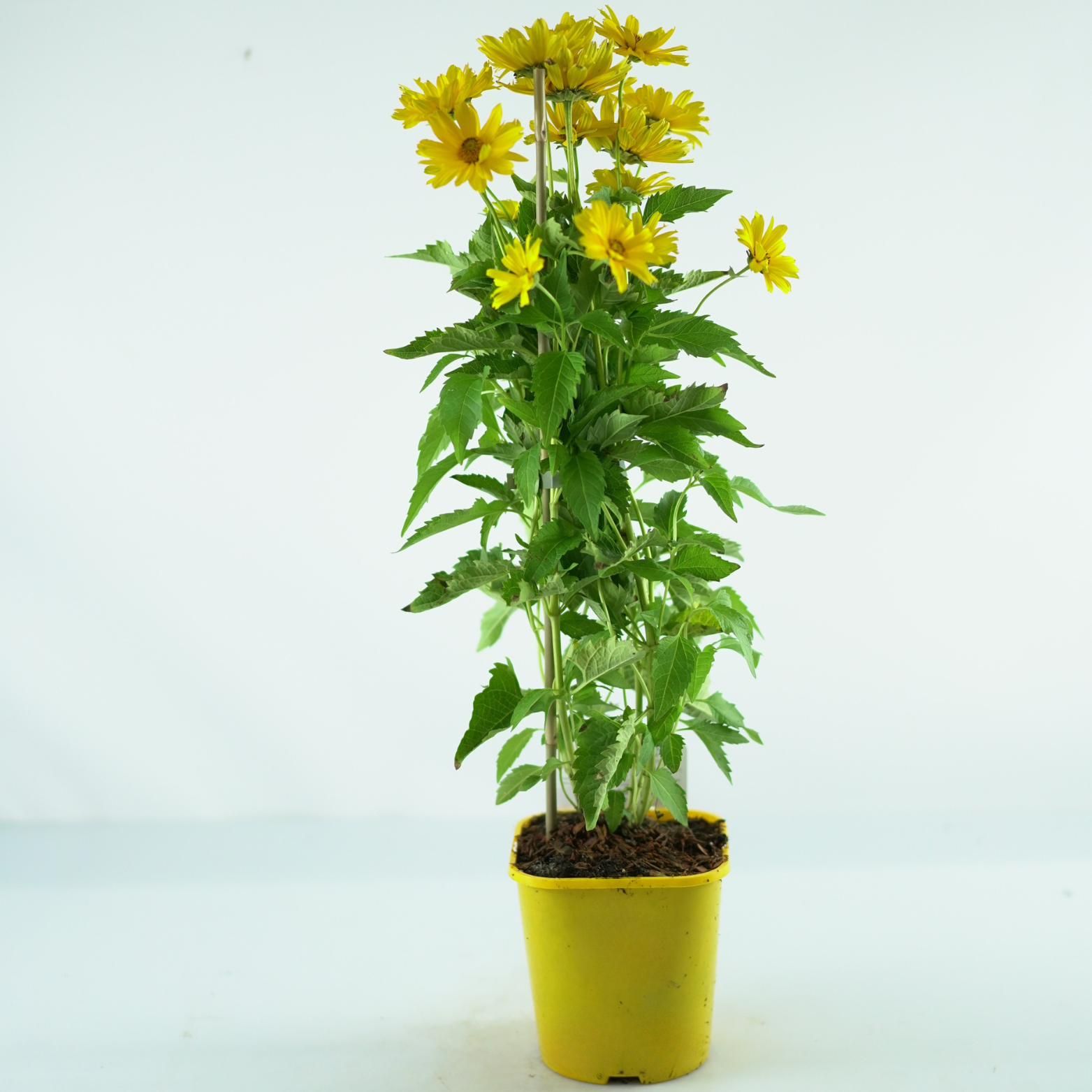 HELIOPSIS HELIANTHOIDES 'Oriole Single Yellow' Słoneczniczek