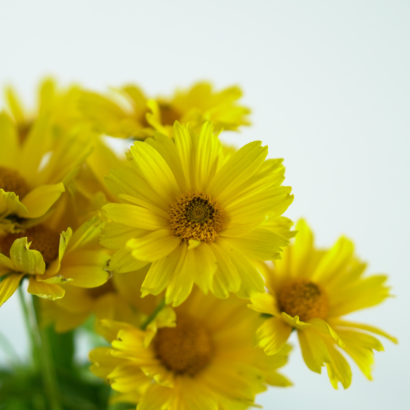 HELIOPSIS HELIANTHOIDES 'Oriole Single Yellow' Słoneczniczek