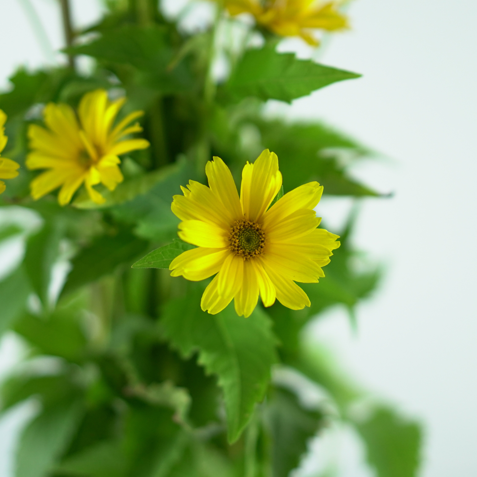 HELIOPSIS HELIANTHOIDES 'Oriole Single Yellow' Słoneczniczek