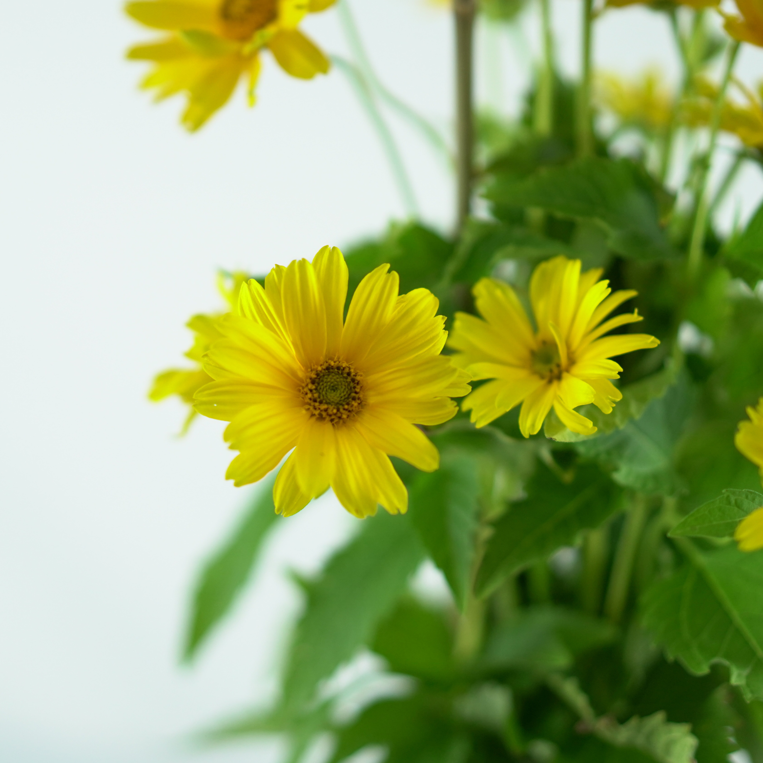 HELIOPSIS HELIANTHOIDES 'Oriole Single Yellow' Słoneczniczek