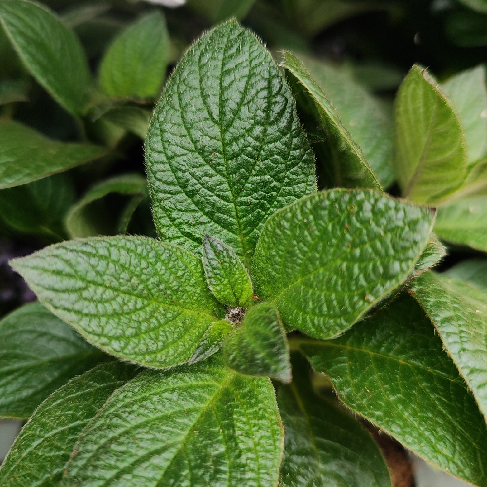HELIOTROPIUM ARBORESCENS Heliotrop peruwiański
