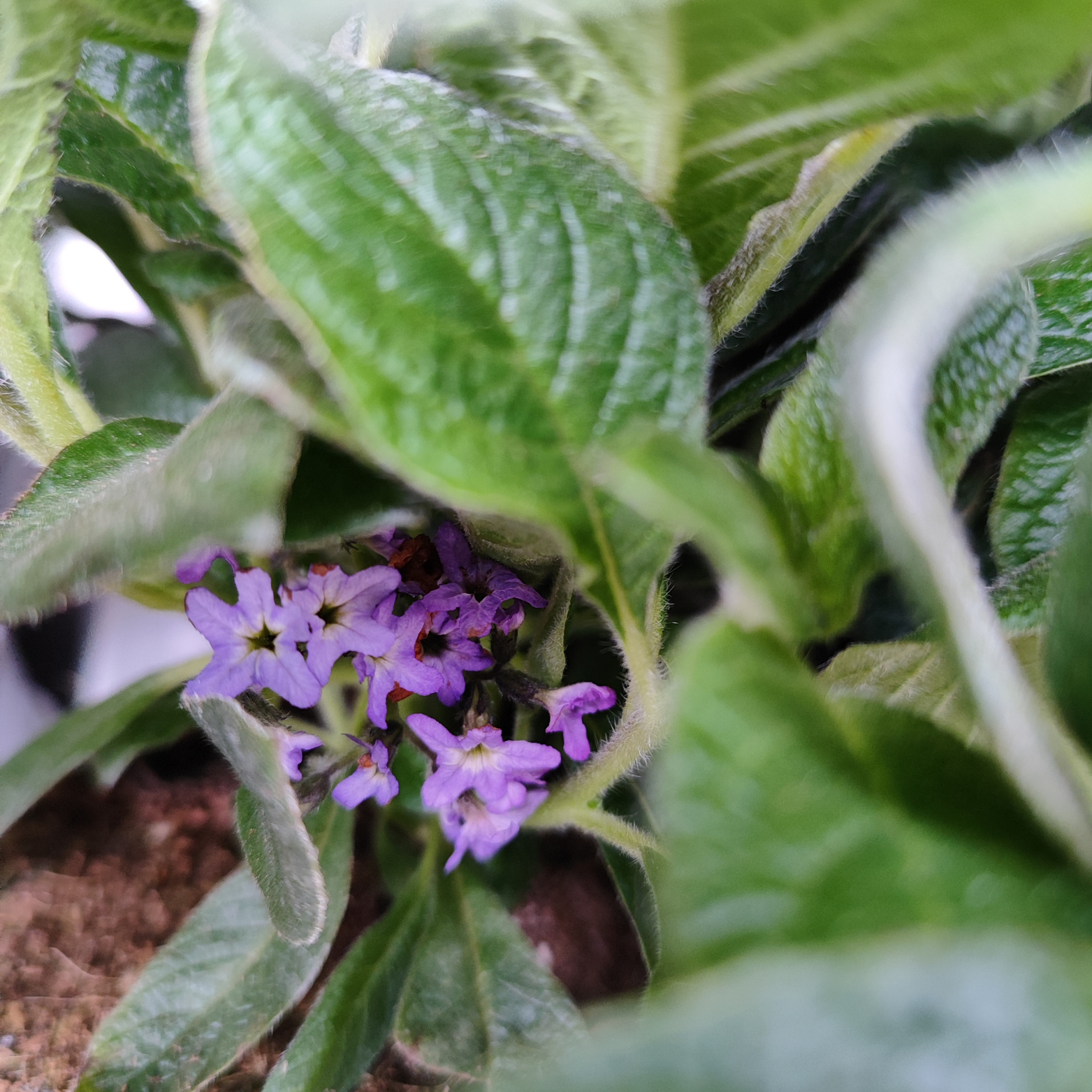HELIOTROPIUM ARBORESCENS Heliotrop peruwiański