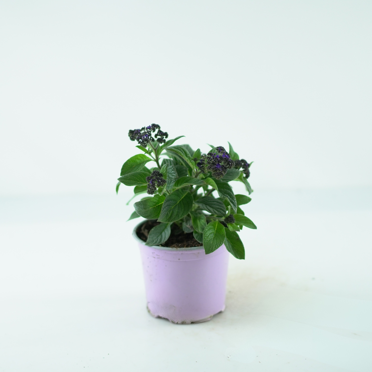 HELIOTROPIUM ARBORESCENS Heliotrop peruwiański