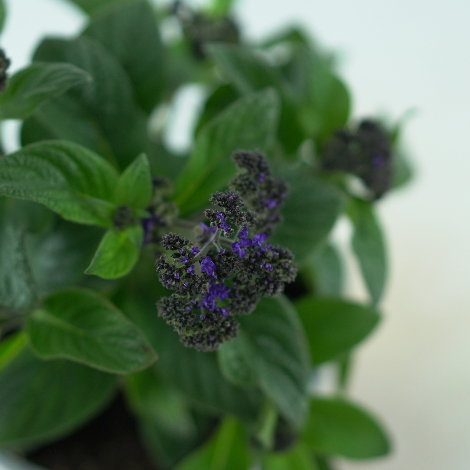 HELIOTROPIUM ARBORESCENS Heliotrop peruwiański