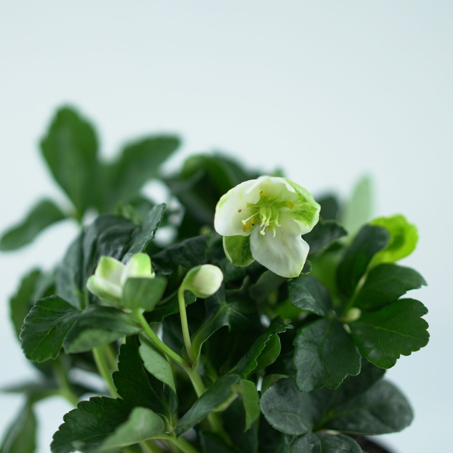 HELLEBORUS NIGER 'CHRISTMAS CAROL' Ciemiernik biały