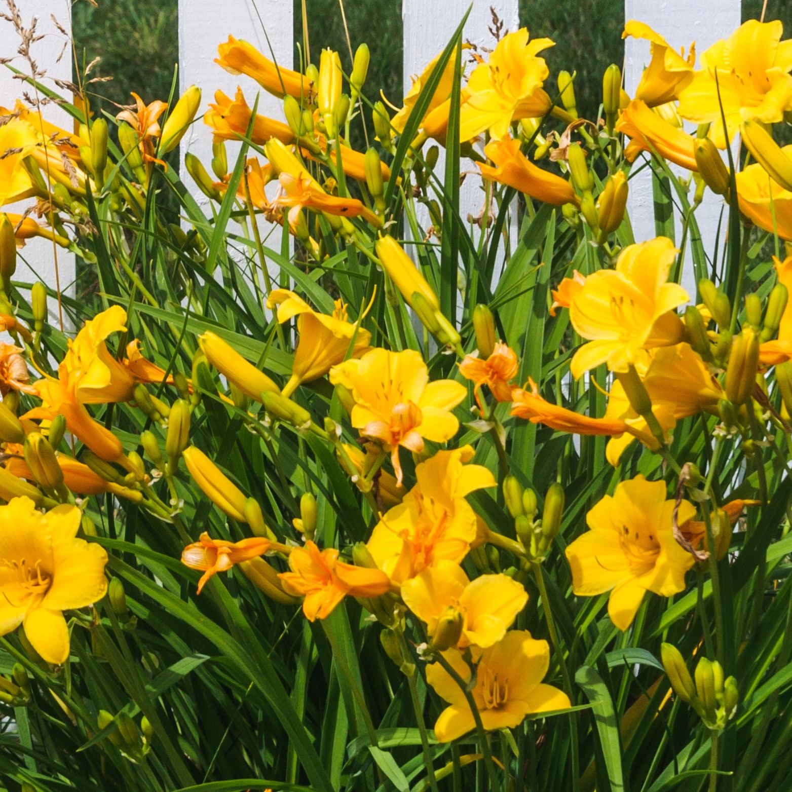 HEMEROCALLIS HYBRIDA 'Stella de Oro' Liliowiec ogrodowy