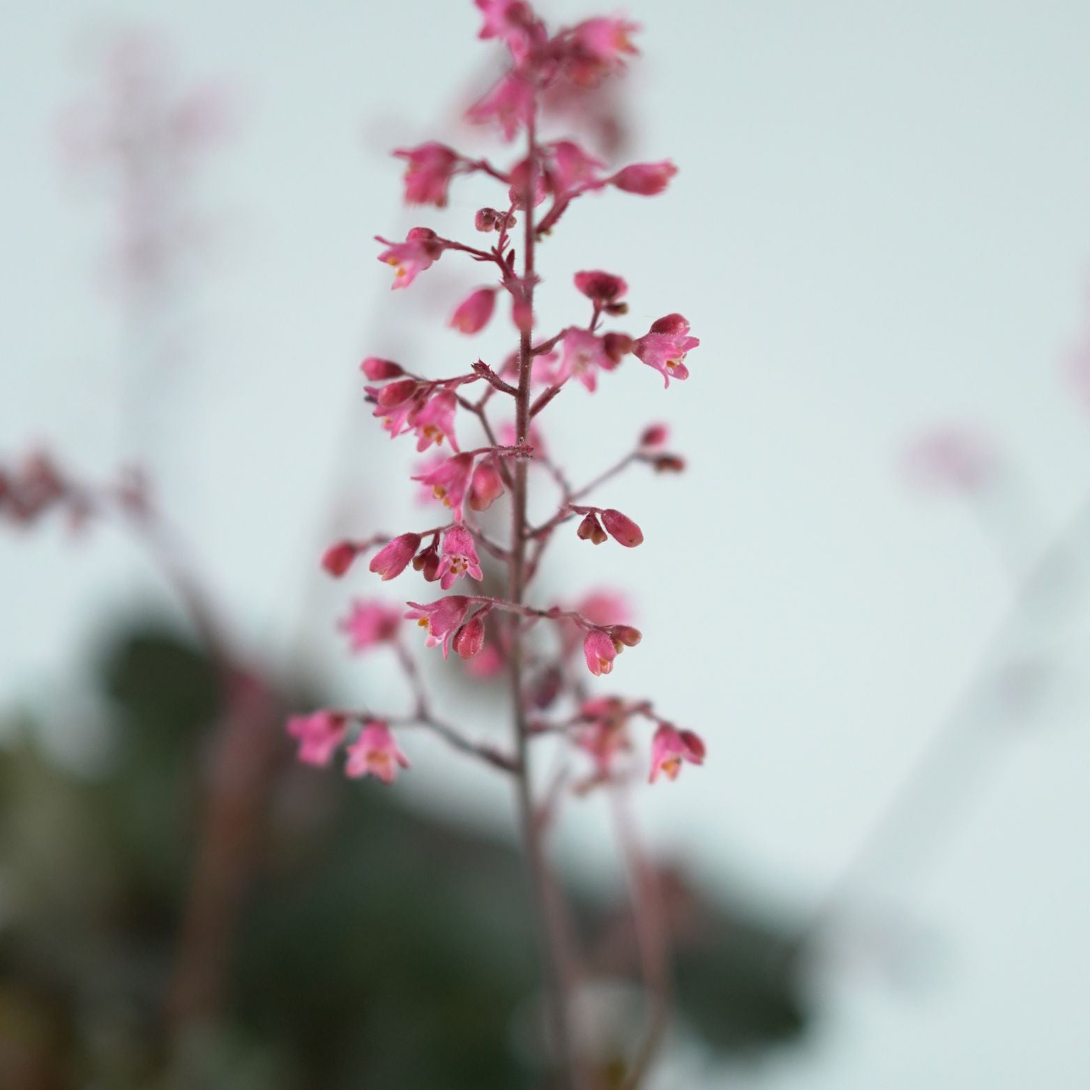 HEUCHERA HYBRIDA 'Hip Hop Hooray' Żurawka