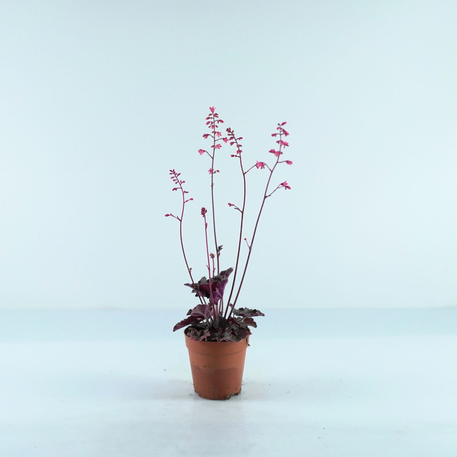 HEUCHERA HYBRIDA 'Hip Hop Hooray' Żurawka