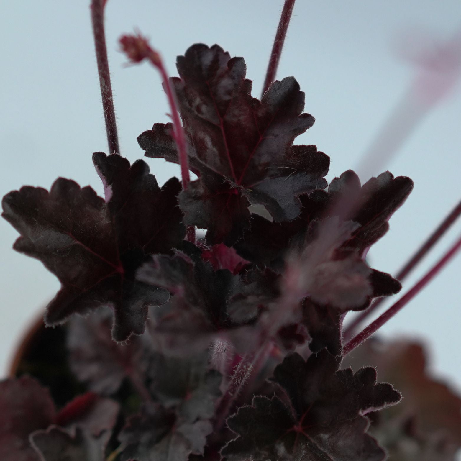 HEUCHERA HYBRIDA 'Hip Hop Hooray' Żurawka