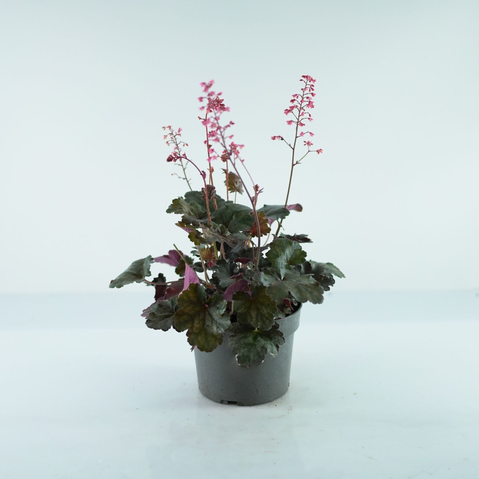 HEUCHERA HYBRIDA 'Hip Hop Hooray' Żurawka