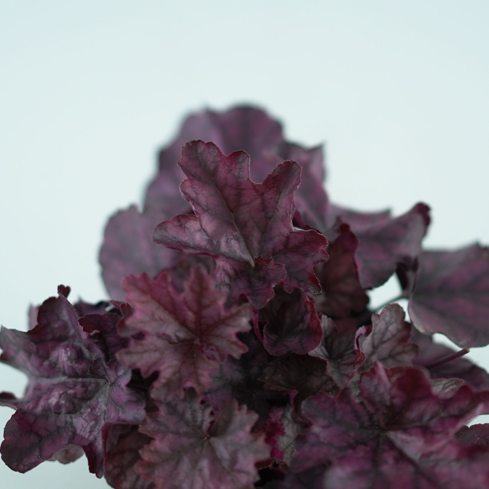 HEUCHERA HYBRIDA 'INDIAN SUMMER PURPLE' Żurawka