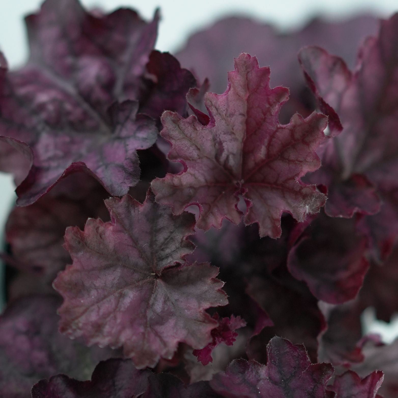 HEUCHERA HYBRIDA 'INDIAN SUMMER PURPLE' Żurawka