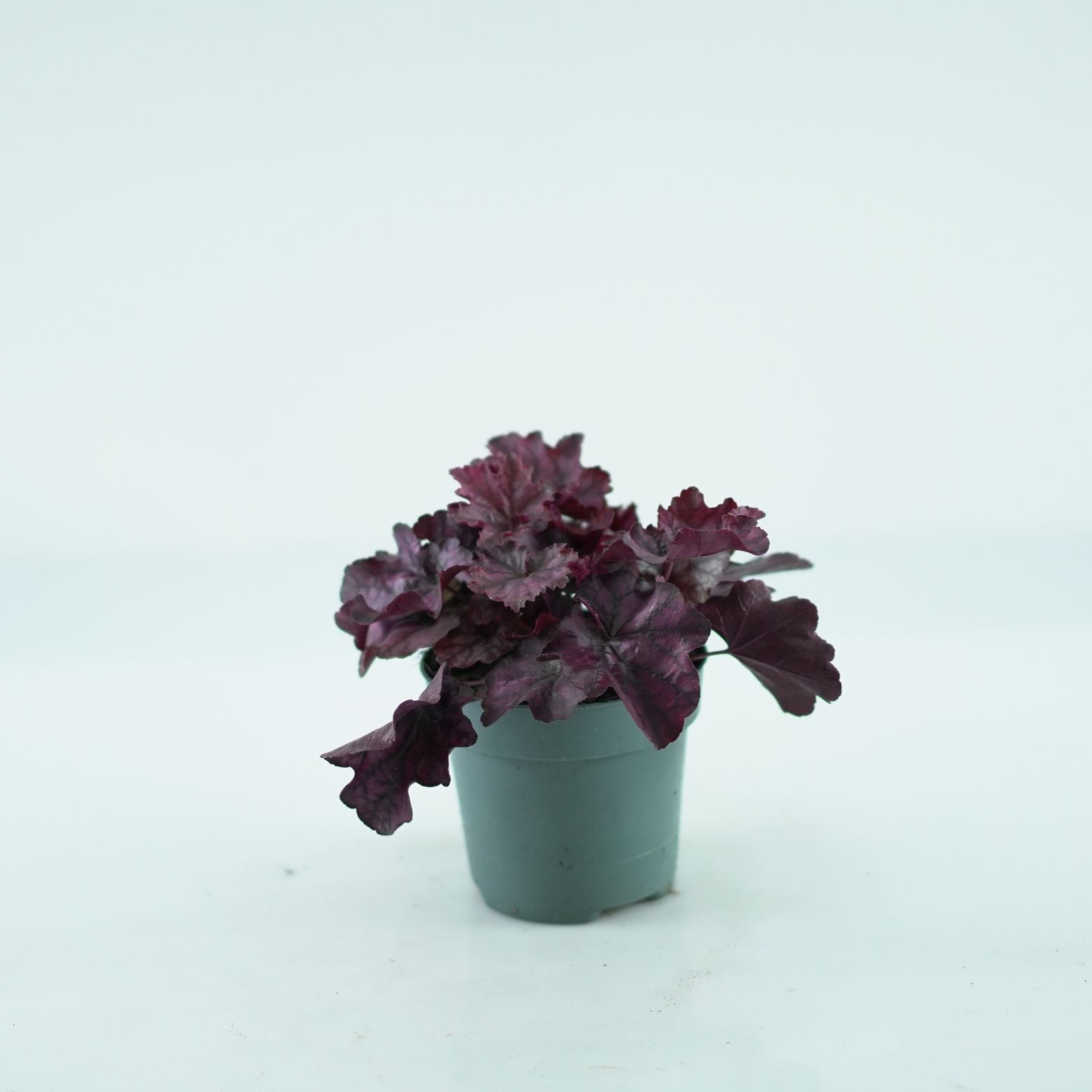 HEUCHERA HYBRIDA 'INDIAN SUMMER PURPLE' Żurawka