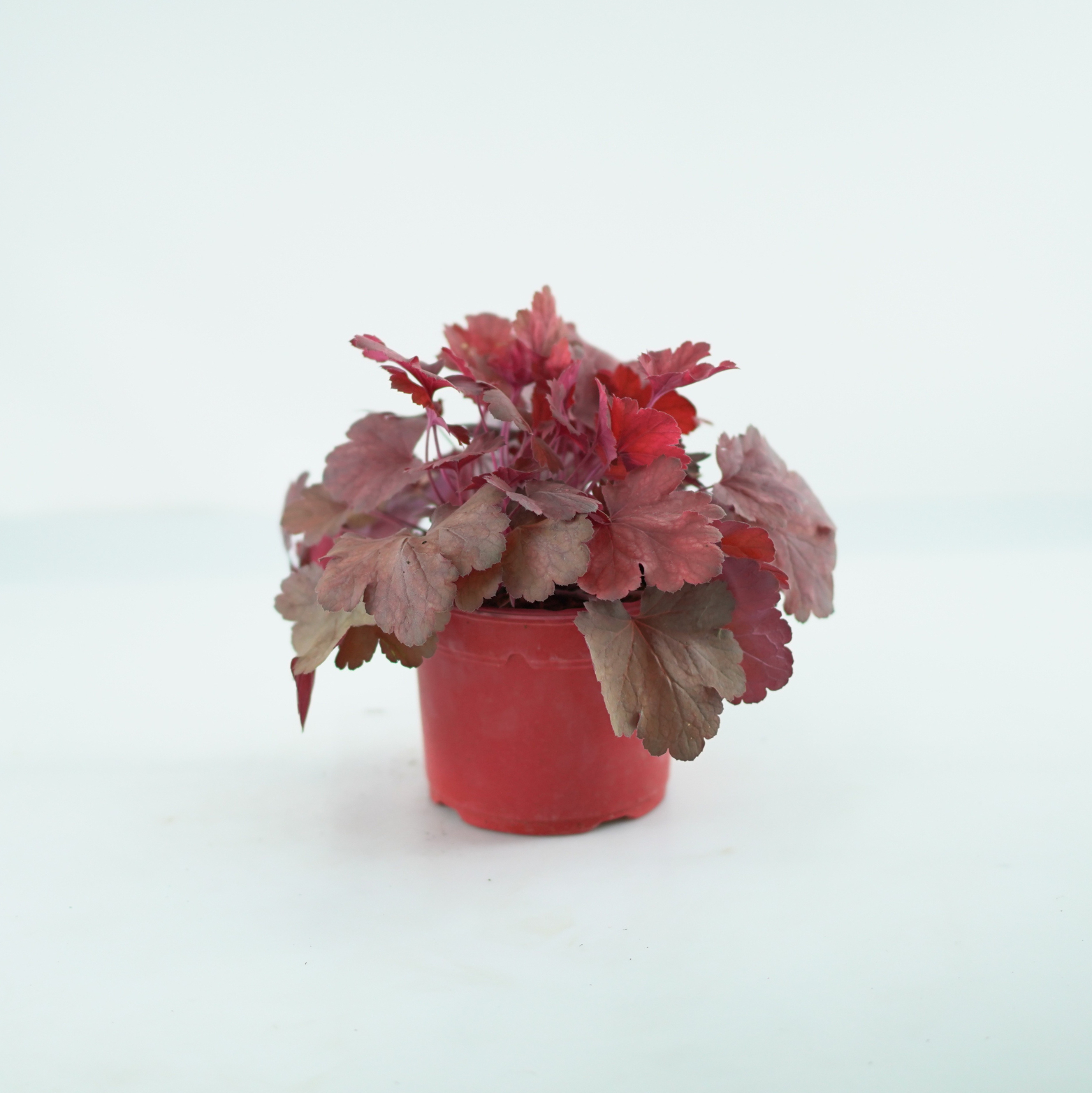 HEUCHERA HYBRIDA 'CHERRY COLA' Żurawka