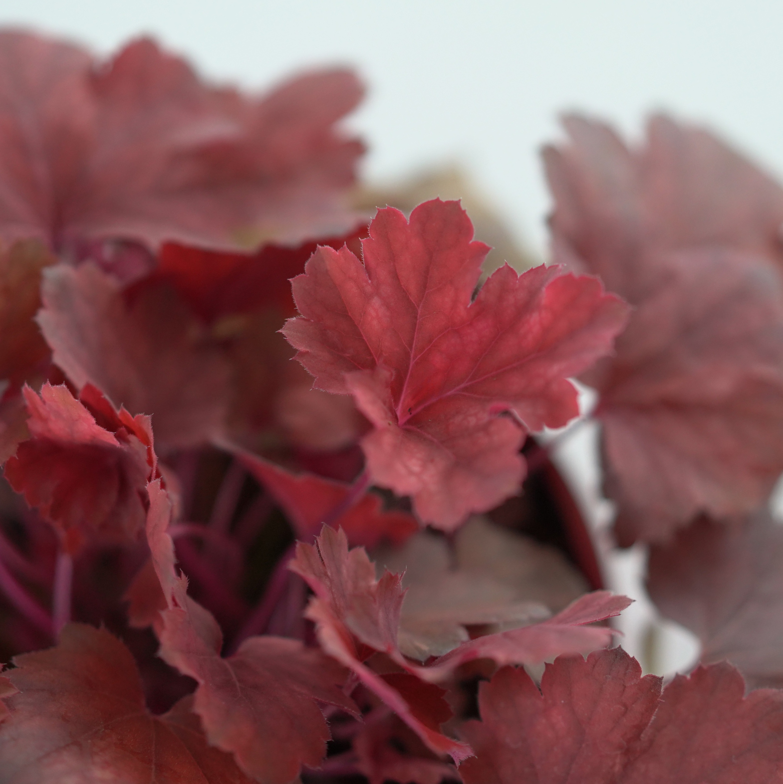 HEUCHERA HYBRIDA 'CHERRY COLA' Żurawka