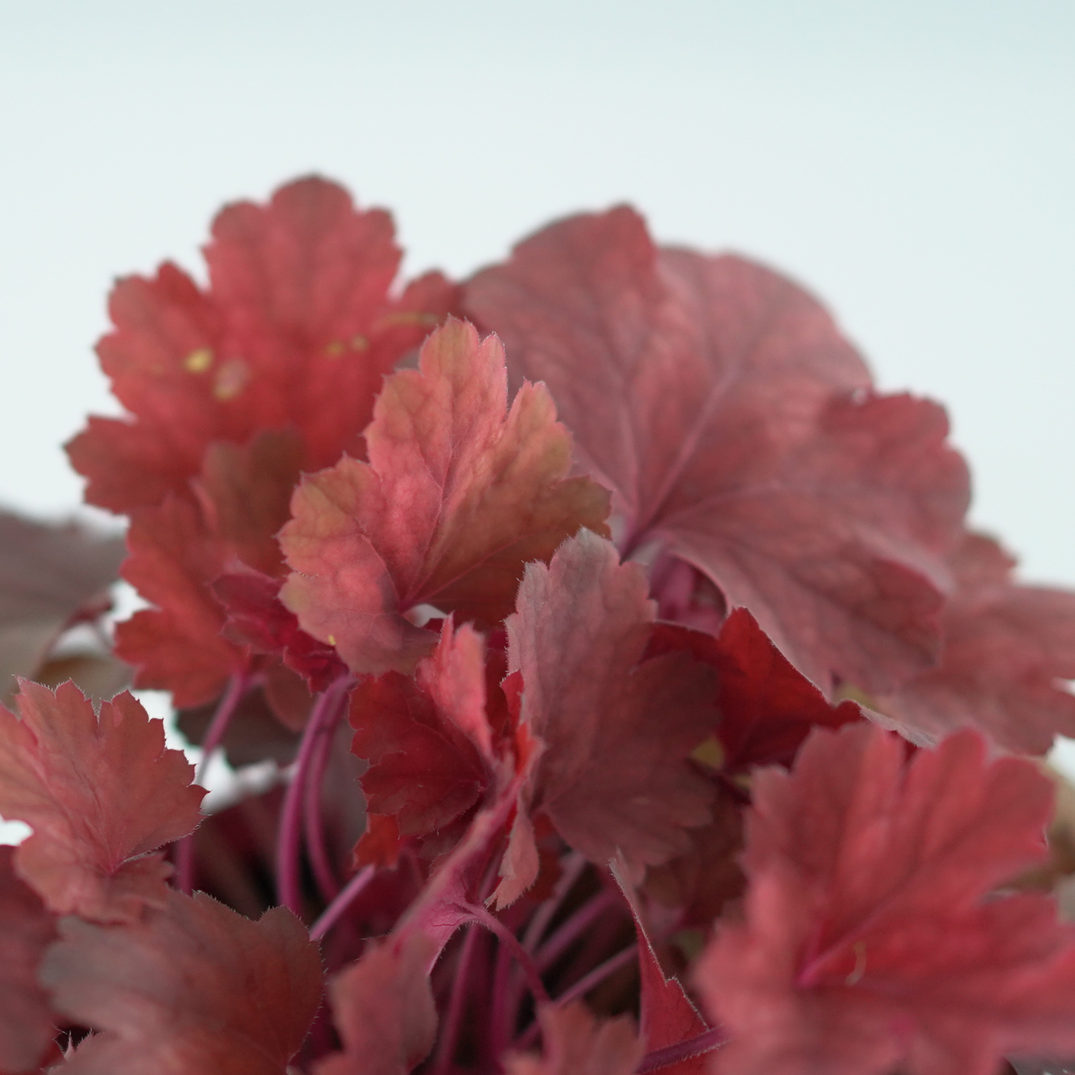 HEUCHERA HYBRIDA 'CHERRY COLA' Żurawka