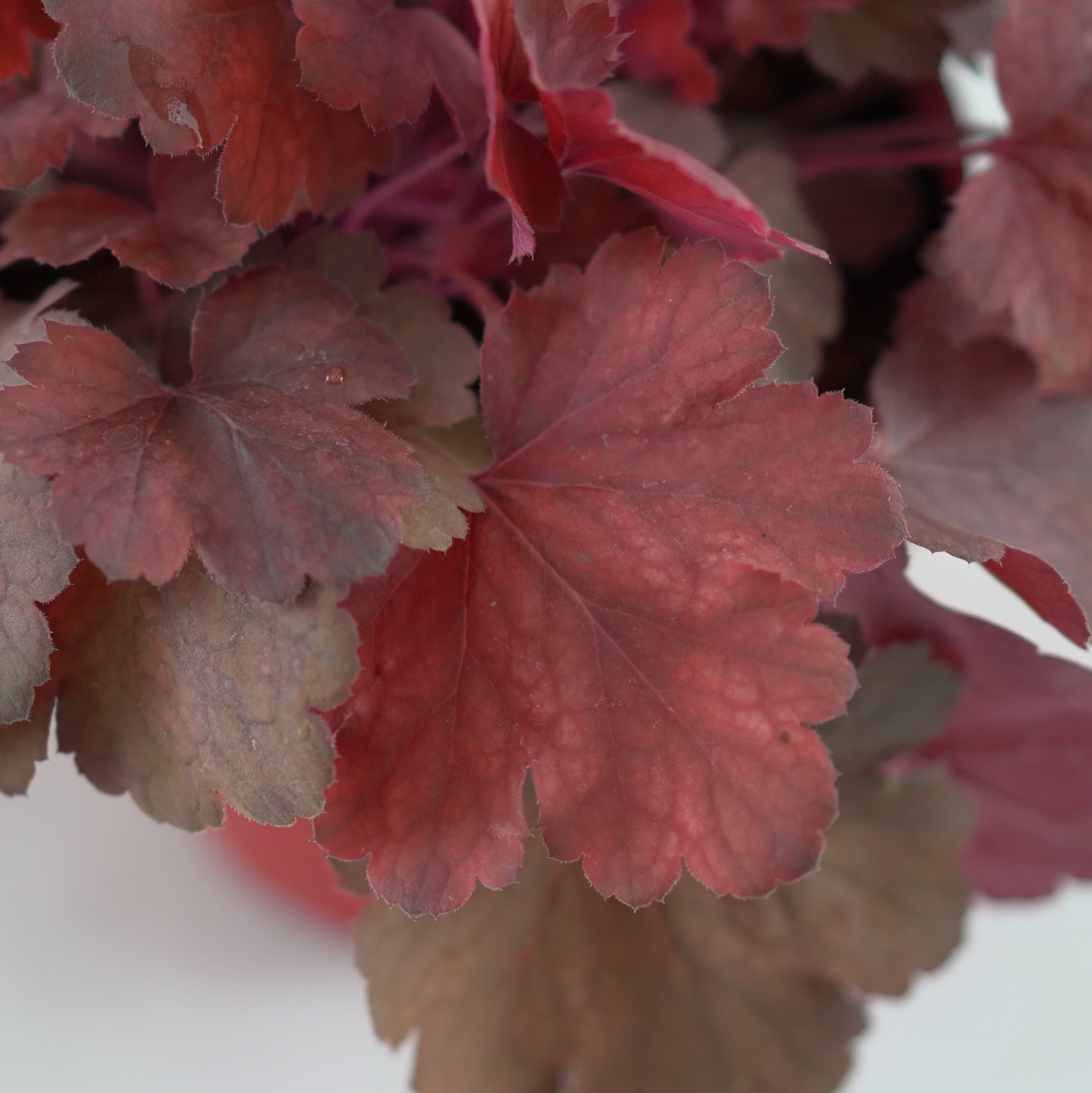 HEUCHERA HYBRIDA 'CHERRY COLA' Żurawka