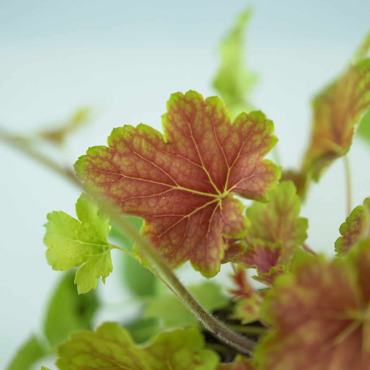 HEUCHERA HYBRIDA 'Delta Dawn' Żurawka