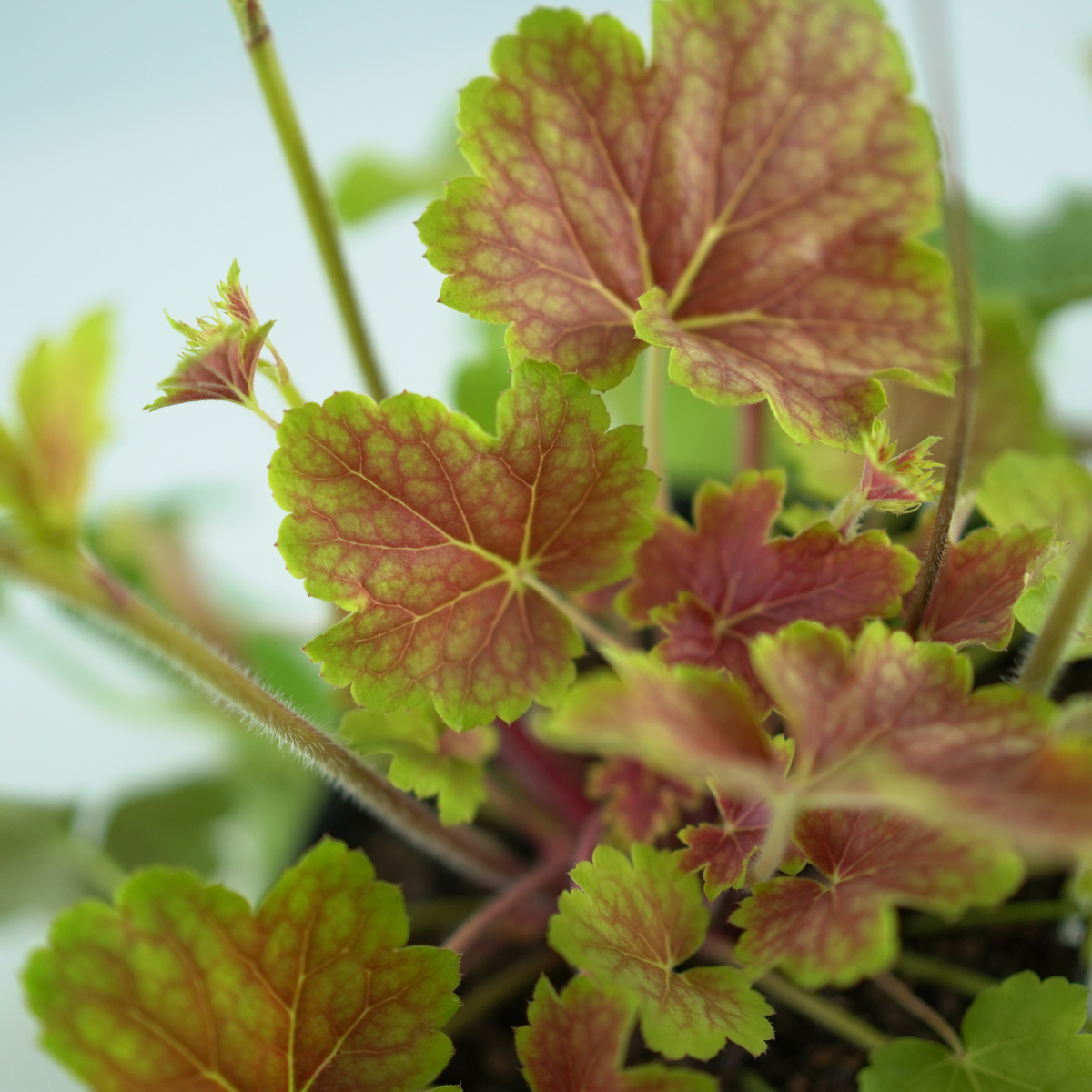 HEUCHERA HYBRIDA 'Delta Dawn' Żurawka