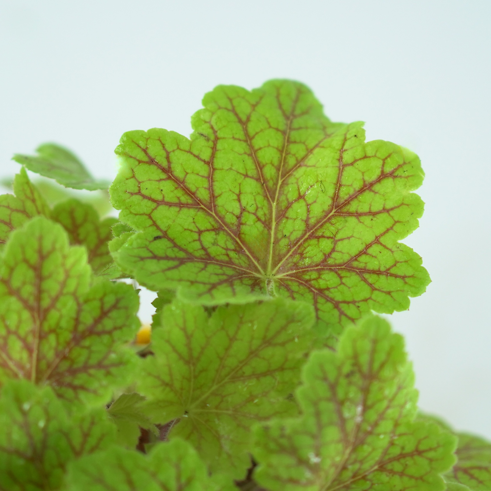 HEUCHERA HYBRIDA 'ELECTRA' Żurawka