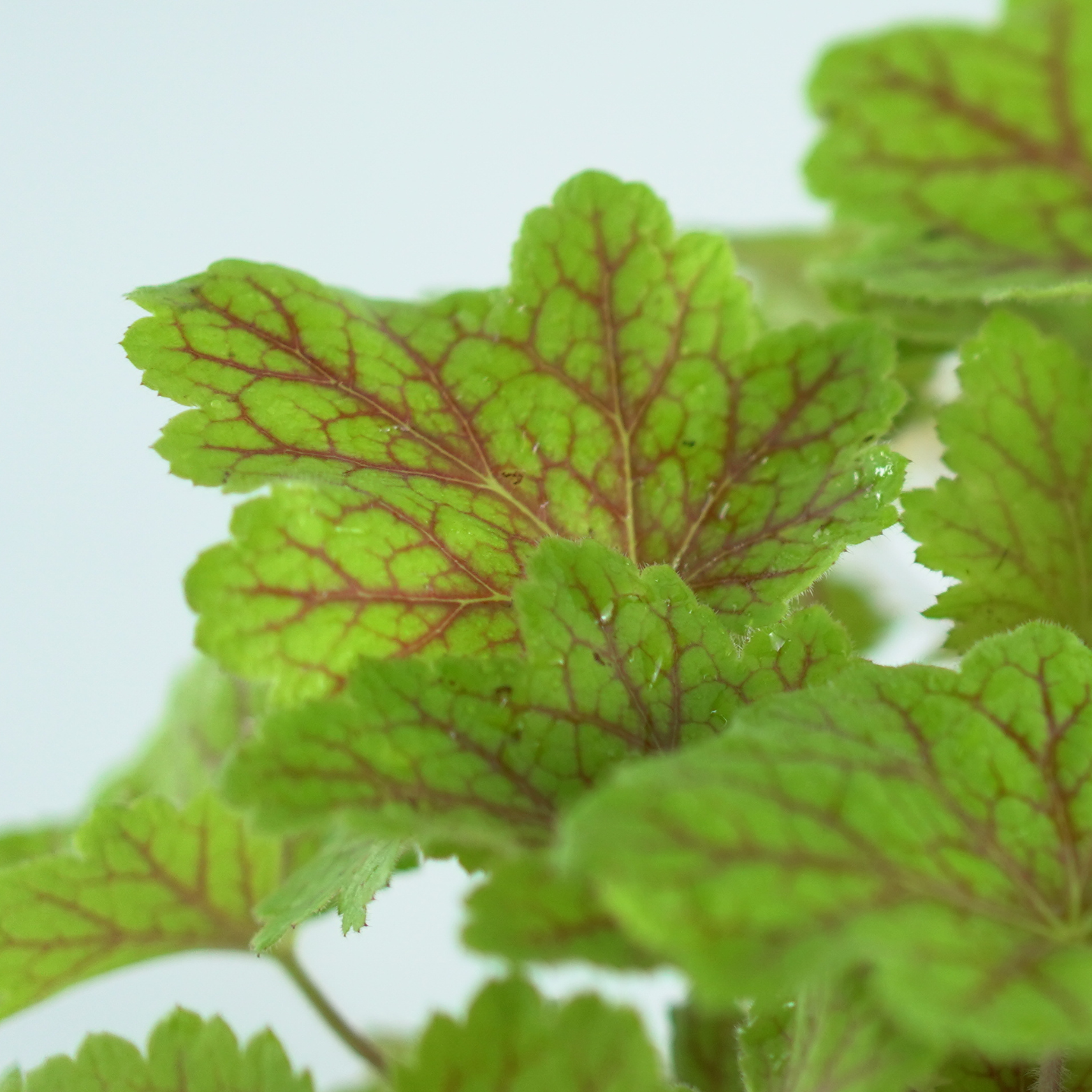 HEUCHERA HYBRIDA 'ELECTRA' Żurawka