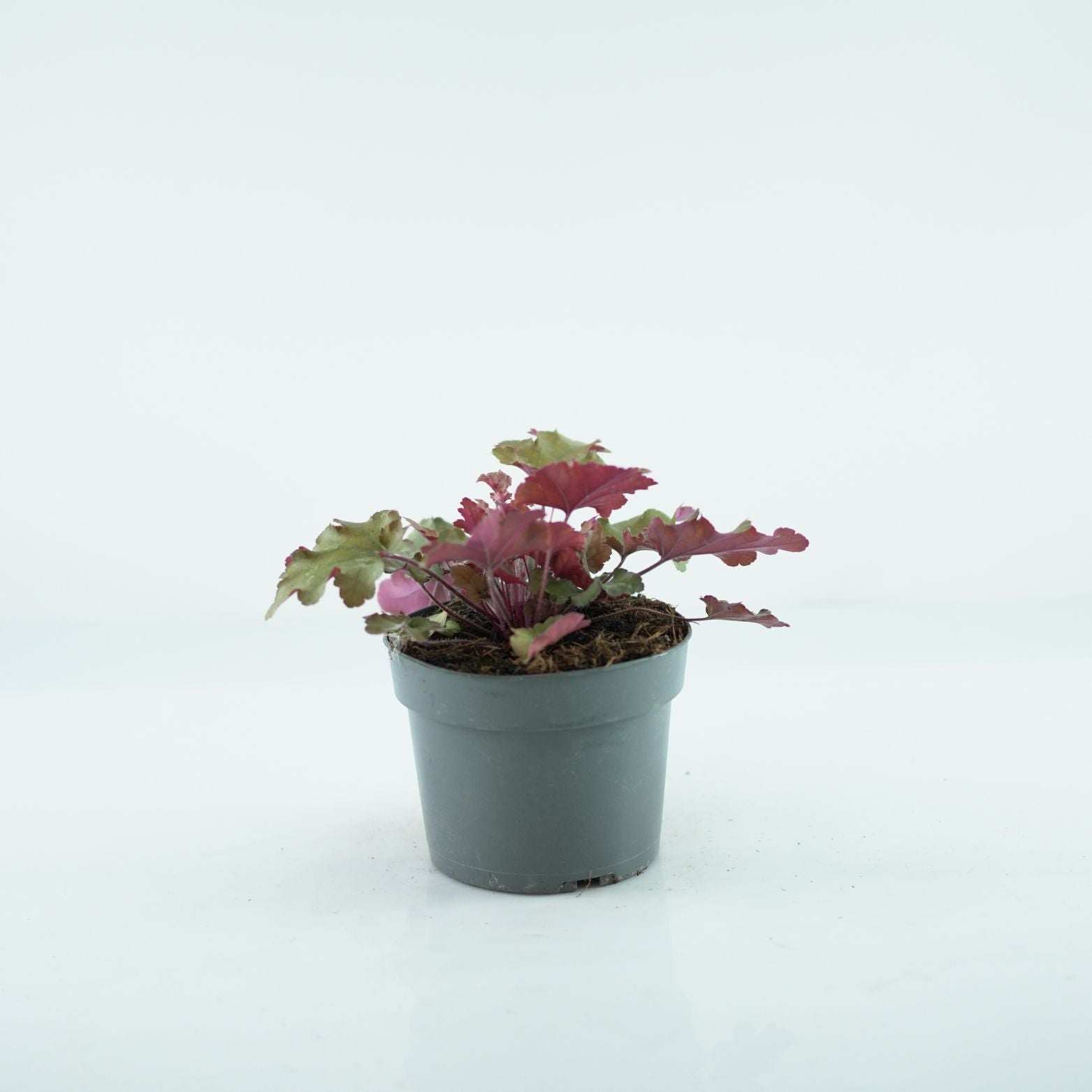 HEUCHERA HYBRIDA 'Royal Ruby' Żurawka