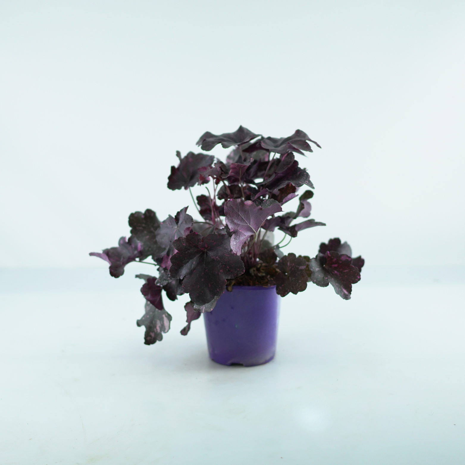 HEUCHERA HYBRIDA 'Midnight Rose' Żurawka
