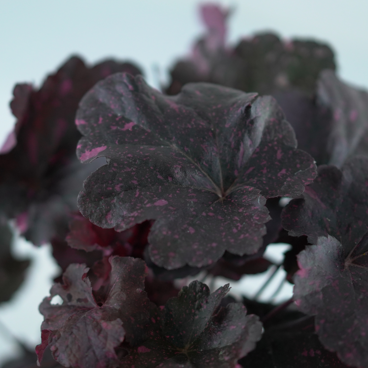 HEUCHERA HYBRIDA 'Midnight Rose' Żurawka