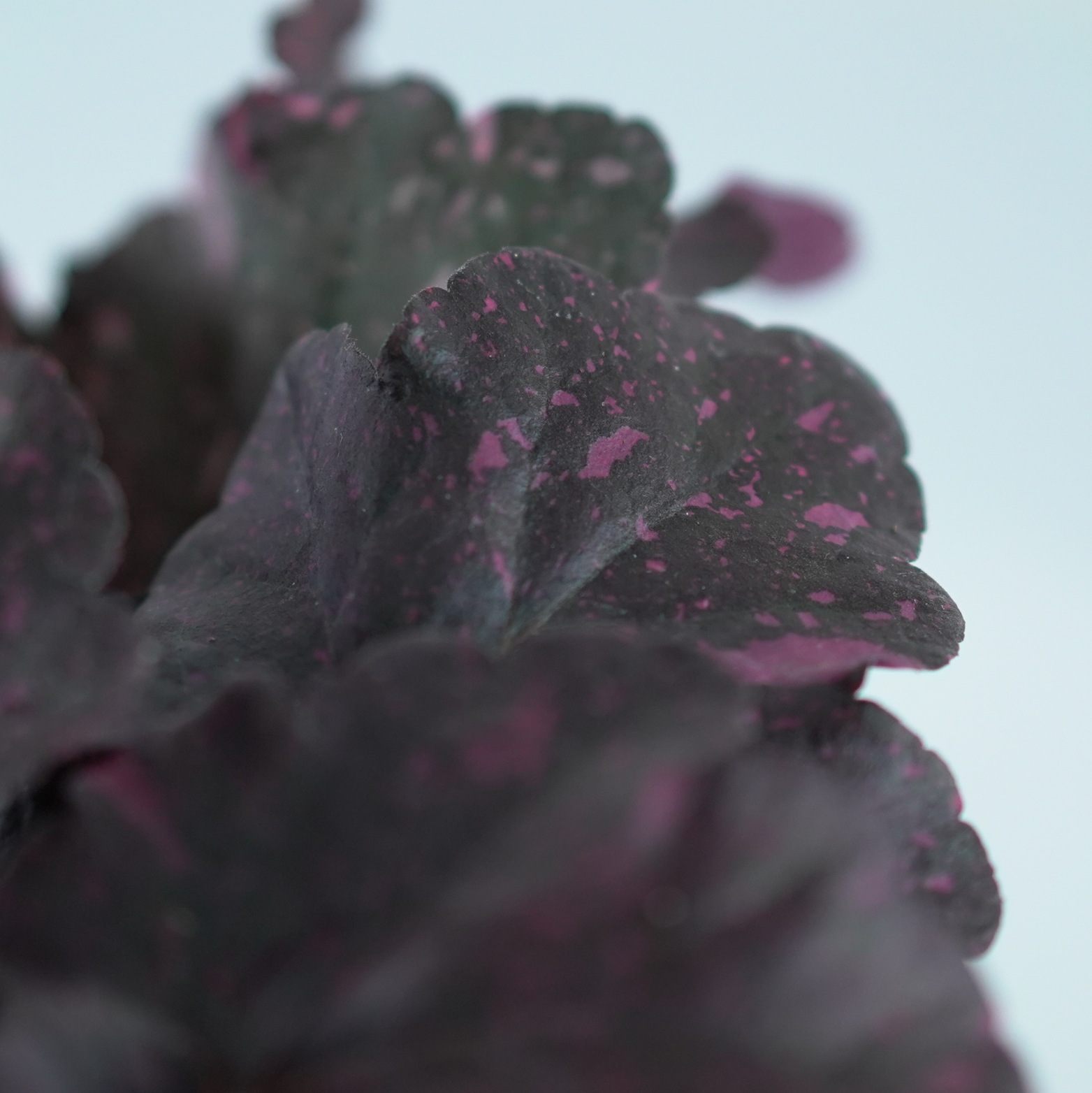 HEUCHERA HYBRIDA 'Midnight Rose' Żurawka