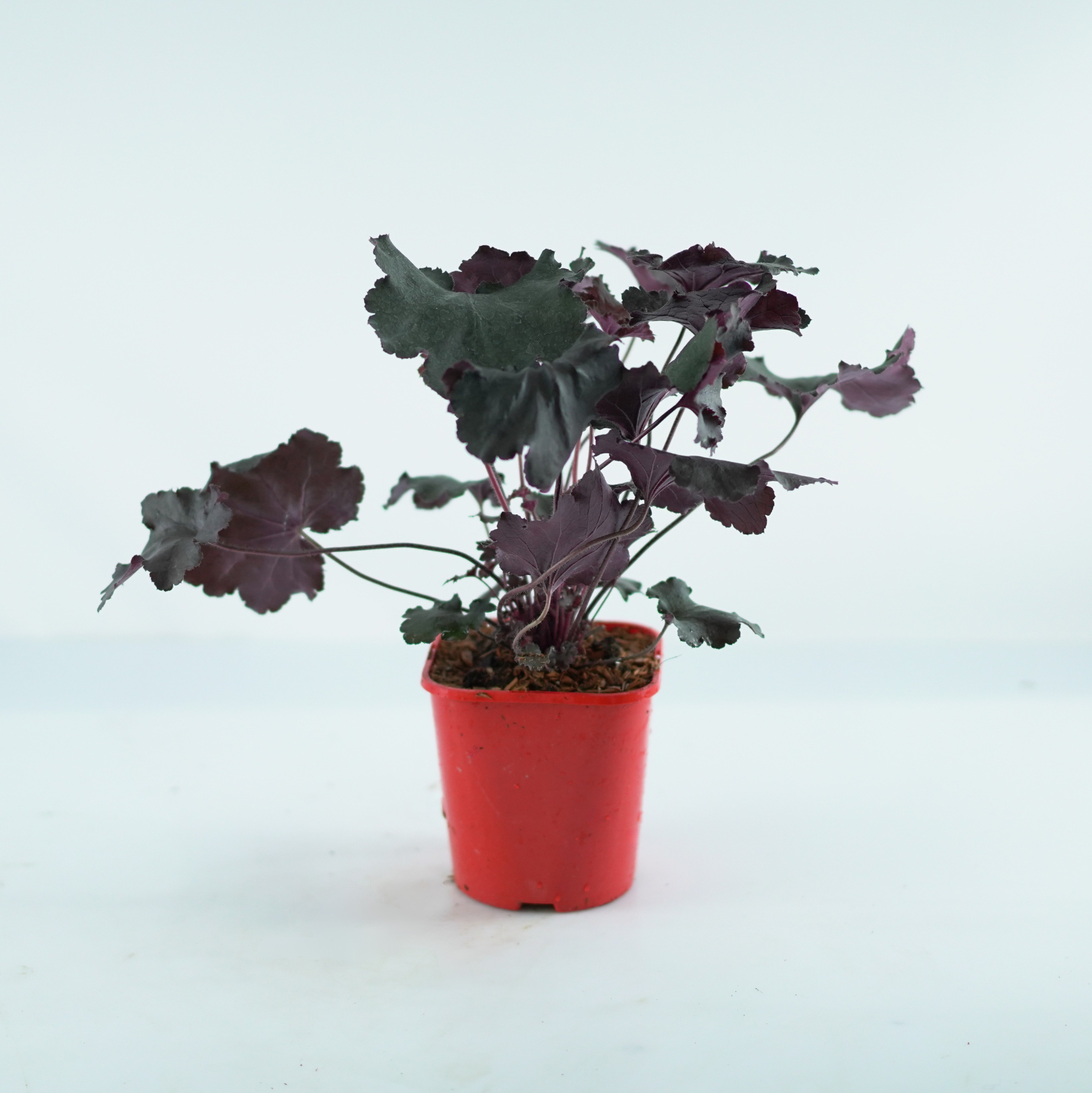 HEUCHERA HYBRIDA 'REX BLACK' Żurawka