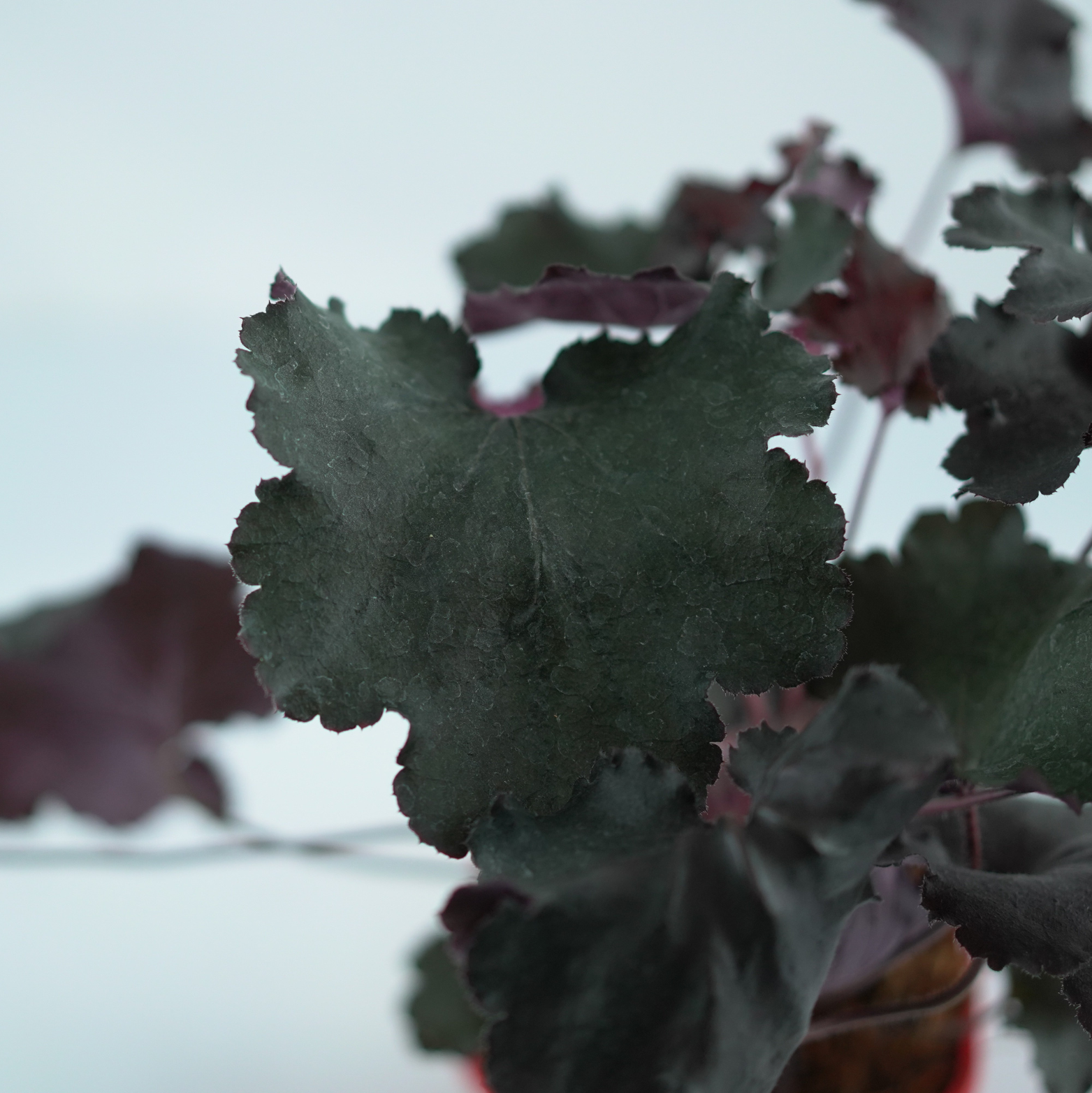 HEUCHERA HYBRIDA 'REX BLACK' Żurawka