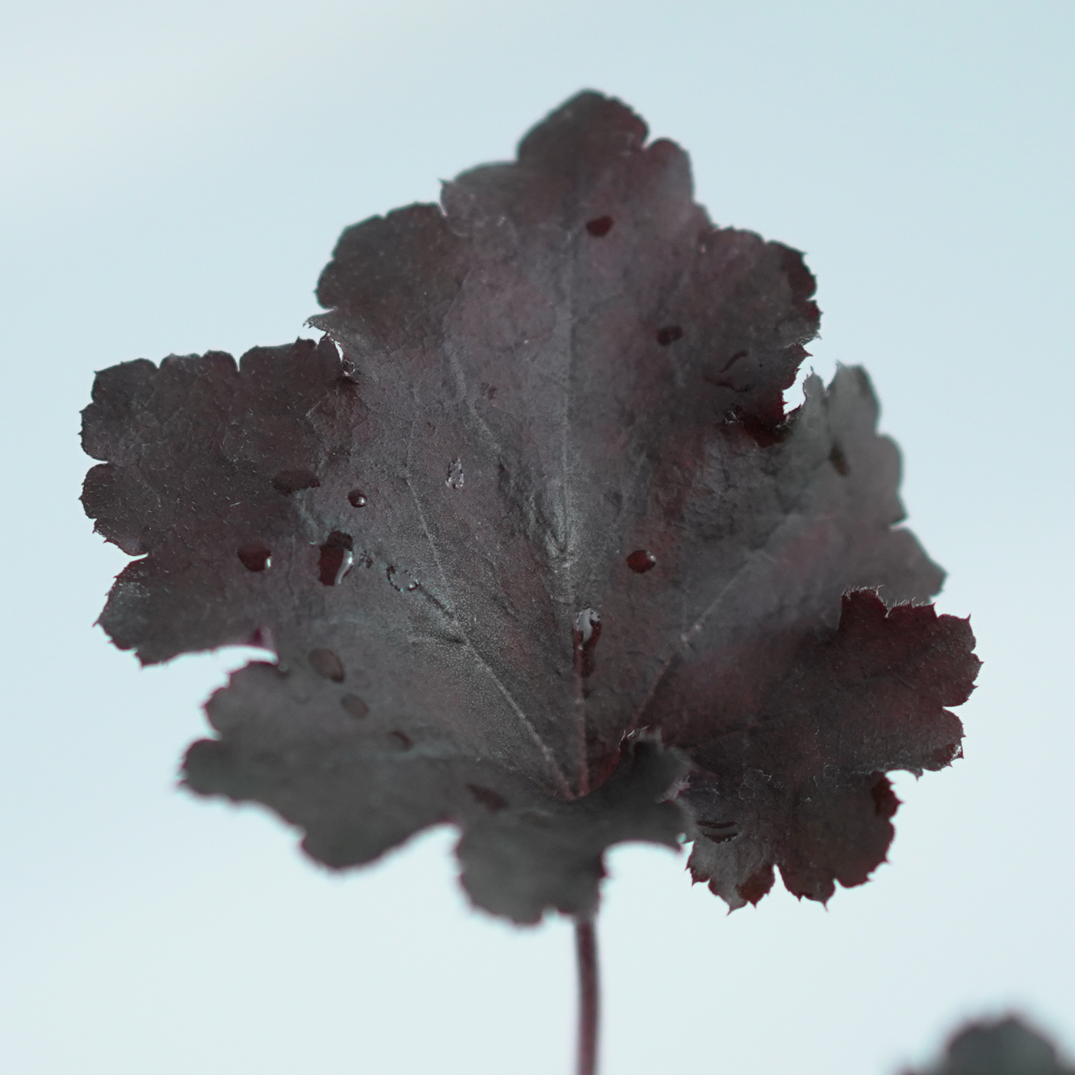 HEUCHERA HYBRIDA 'REX BLACK' Żurawka