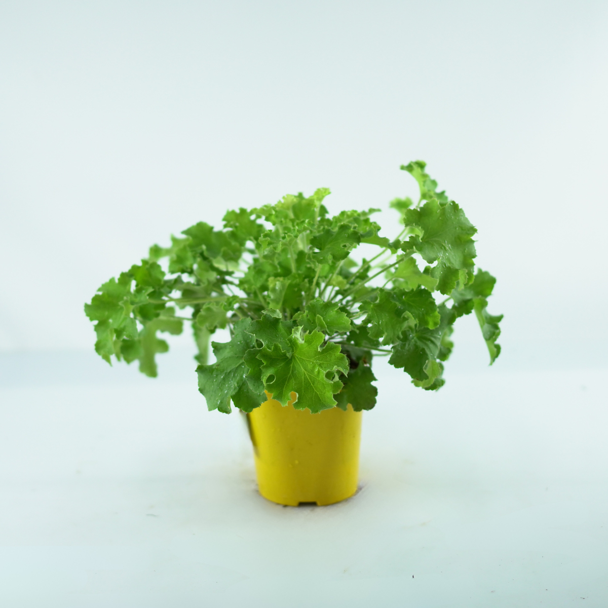 HEUCHERA HYBRIDA 'REX LIME' Żurawka