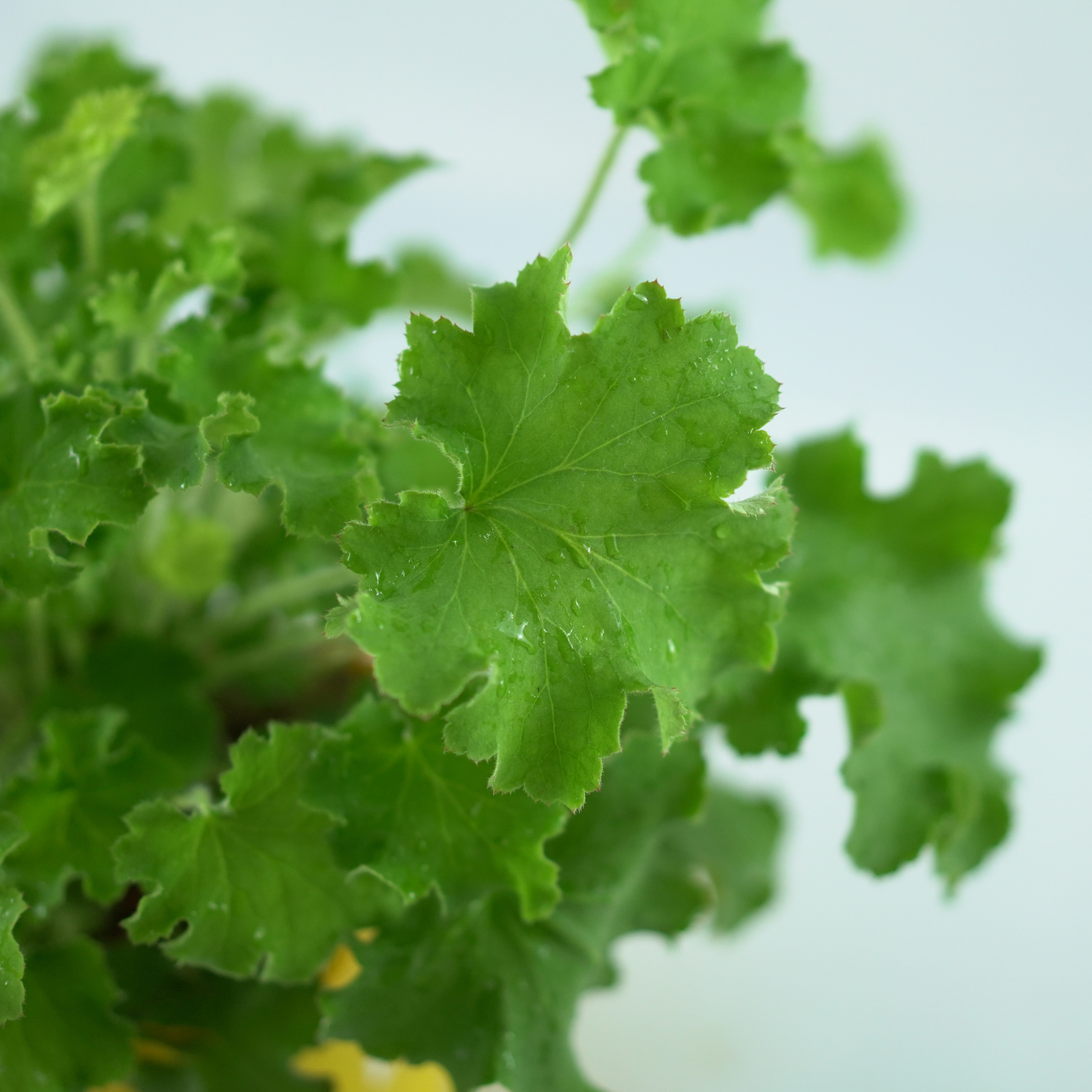 HEUCHERA HYBRIDA 'REX LIME' Żurawka