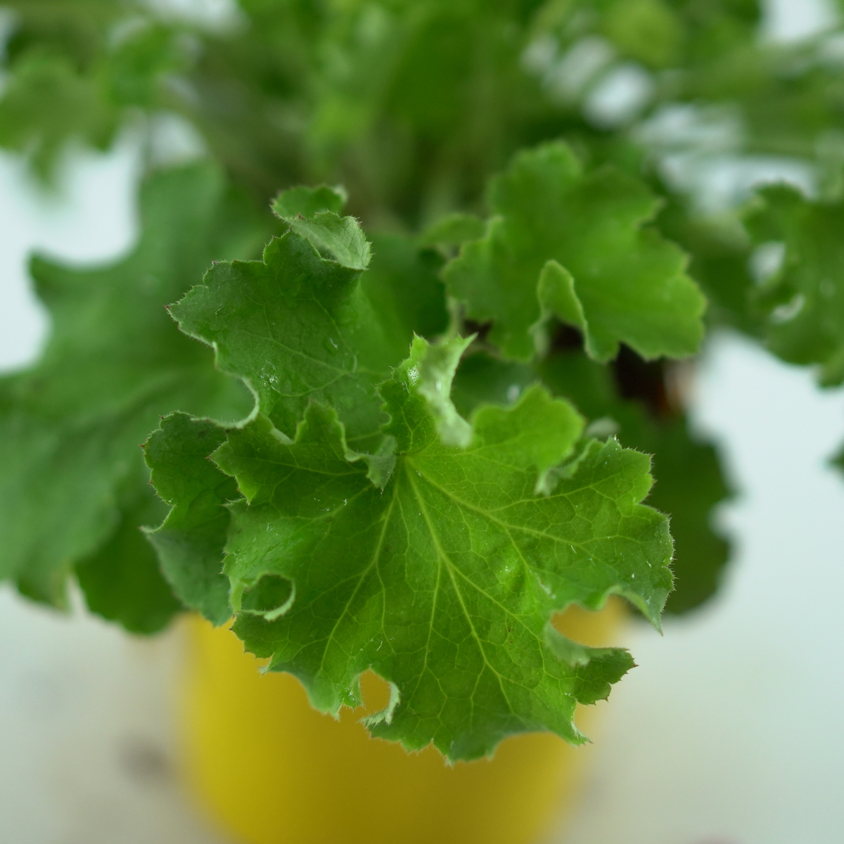 HEUCHERA HYBRIDA 'REX LIME' Żurawka