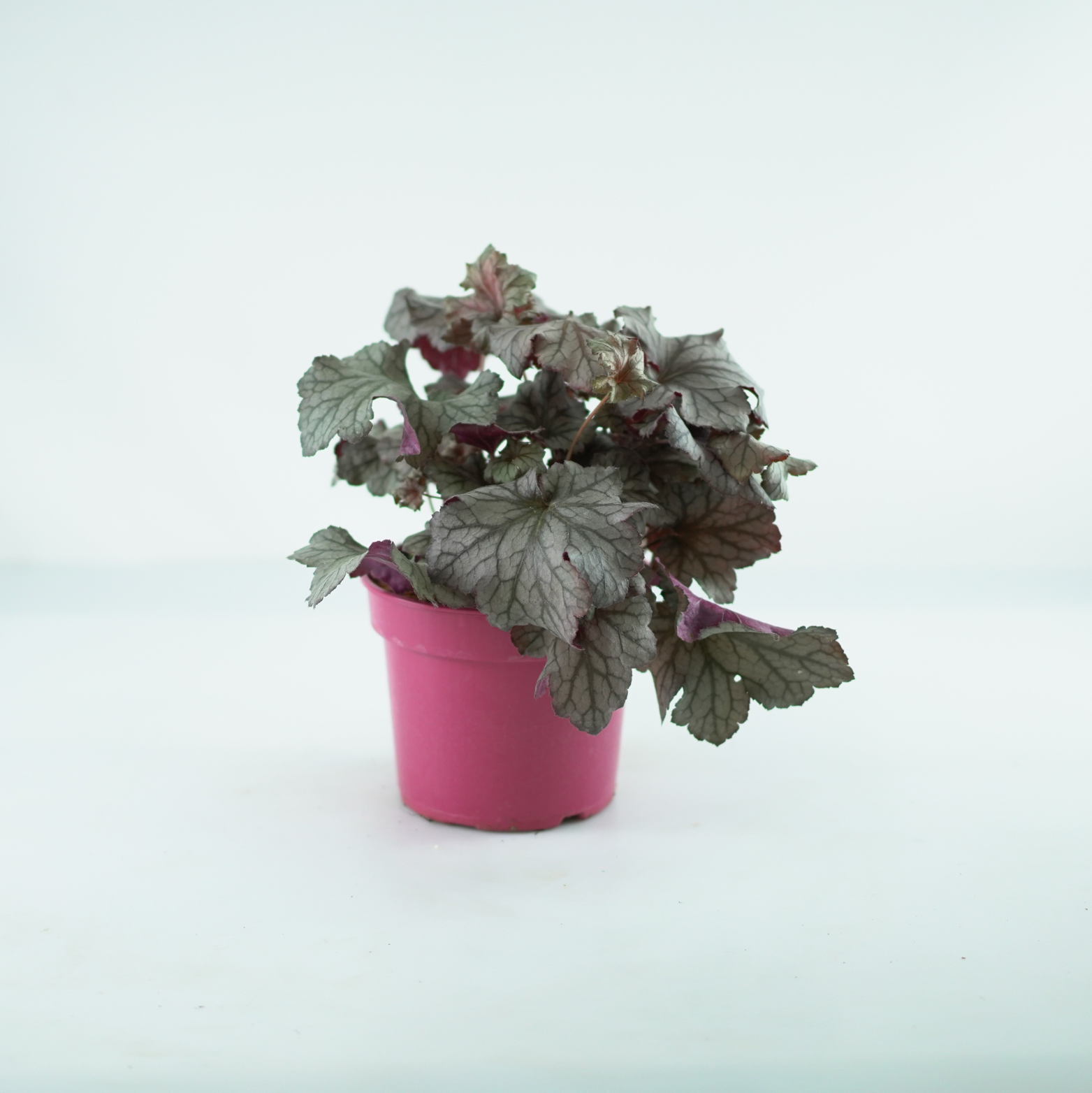 HEUCHERA HYBRIDA 'REX SILVER' Żurawka