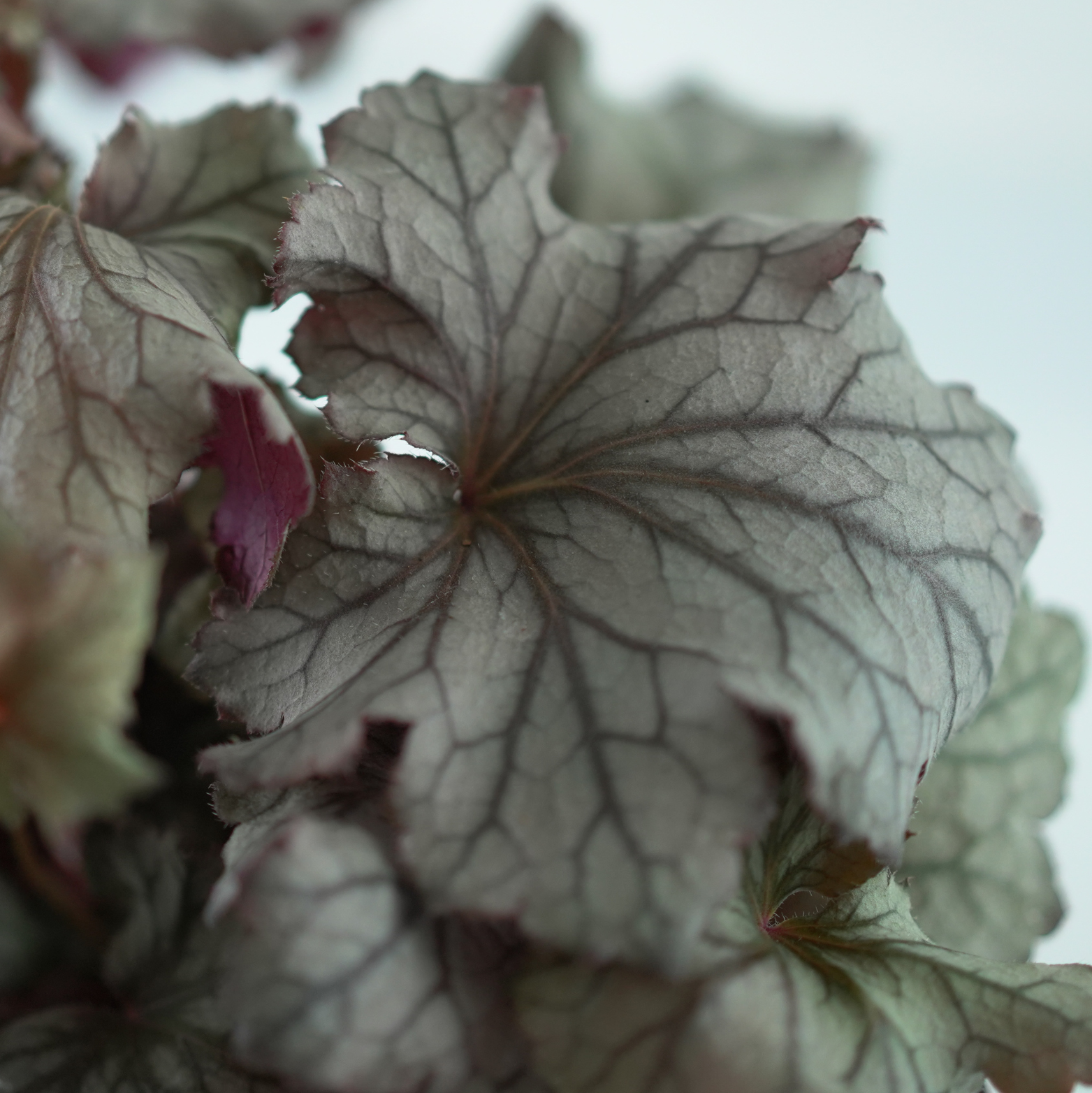 HEUCHERA HYBRIDA 'REX SILVER' Żurawka