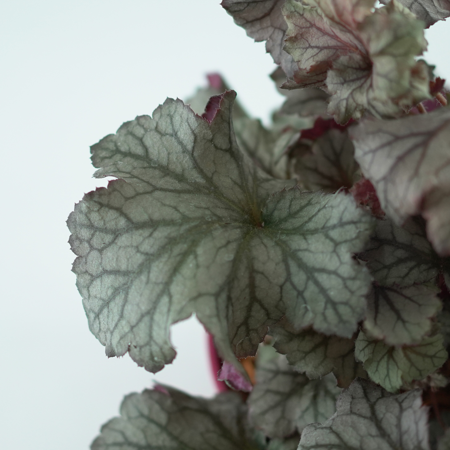 HEUCHERA HYBRIDA 'REX SILVER' Żurawka