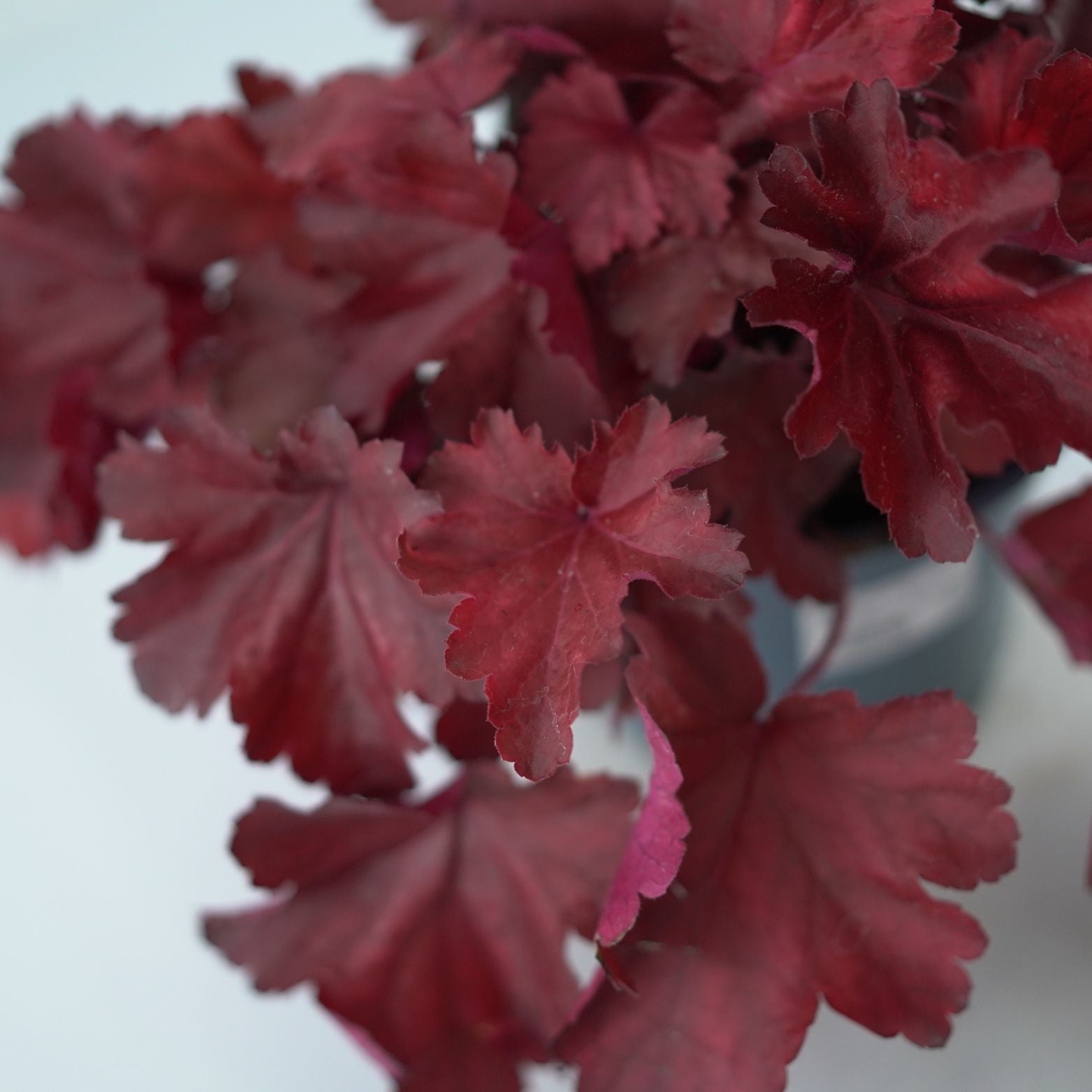 HEUCHERA HYBRIDA 'Royal Ruby' Żurawka