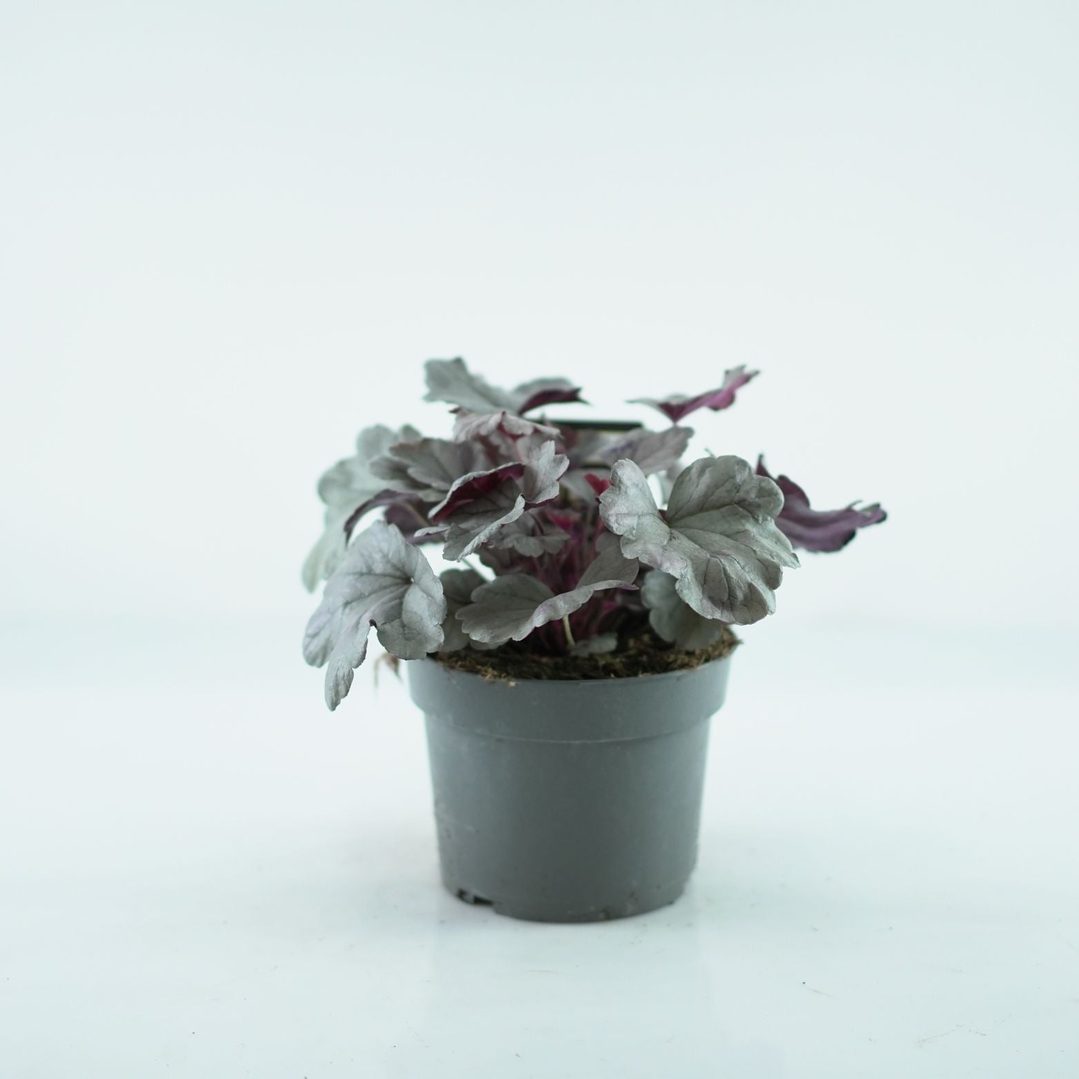 HEUCHERA HYBRIDA 'Royal Ruby' Żurawka