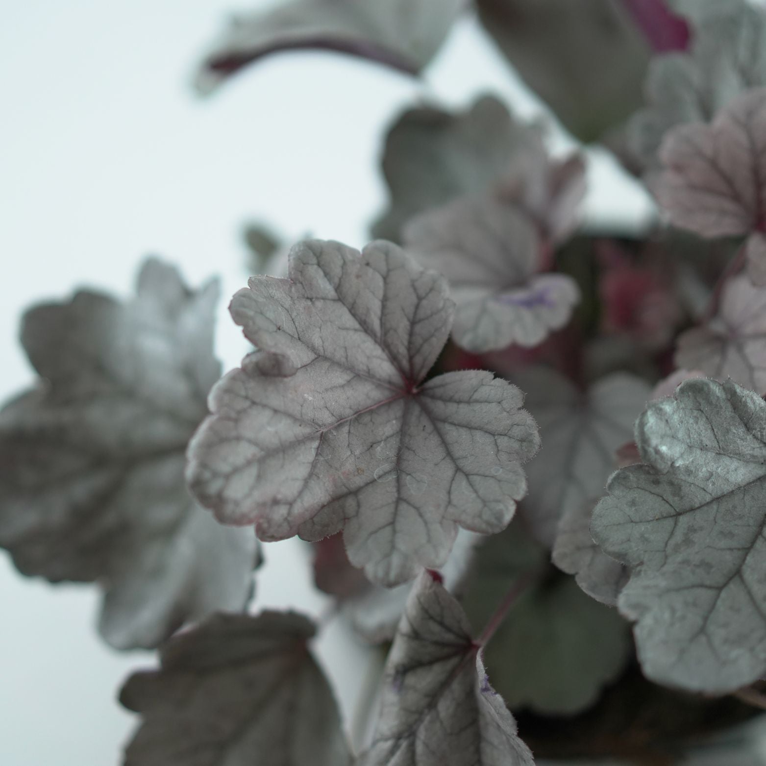 HEUCHERA HYBRIDA 'Royal Ruby' Żurawka