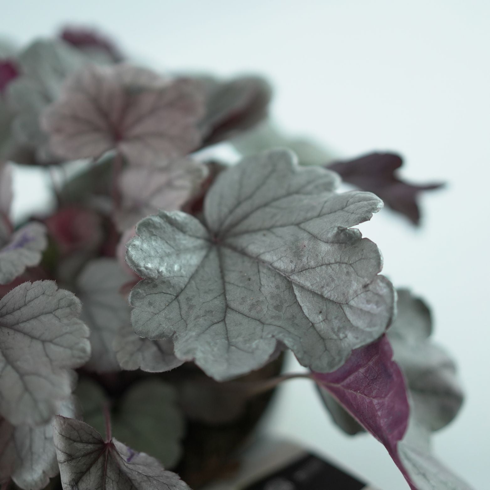 HEUCHERA HYBRIDA 'Royal Ruby' Żurawka
