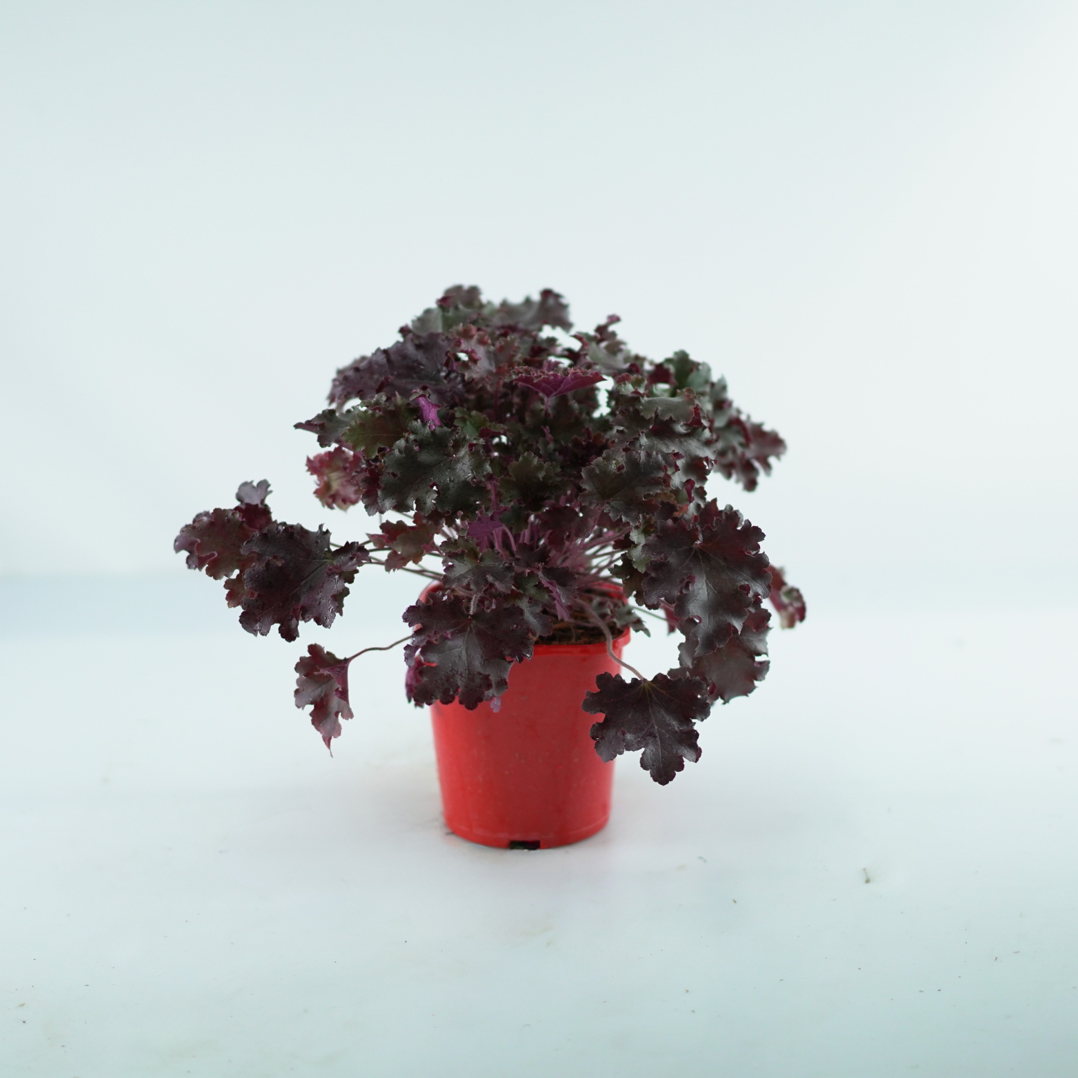 HEUCHERA HYBRIDA 'World Cafe Lungo' Żurawka ogrodowa
