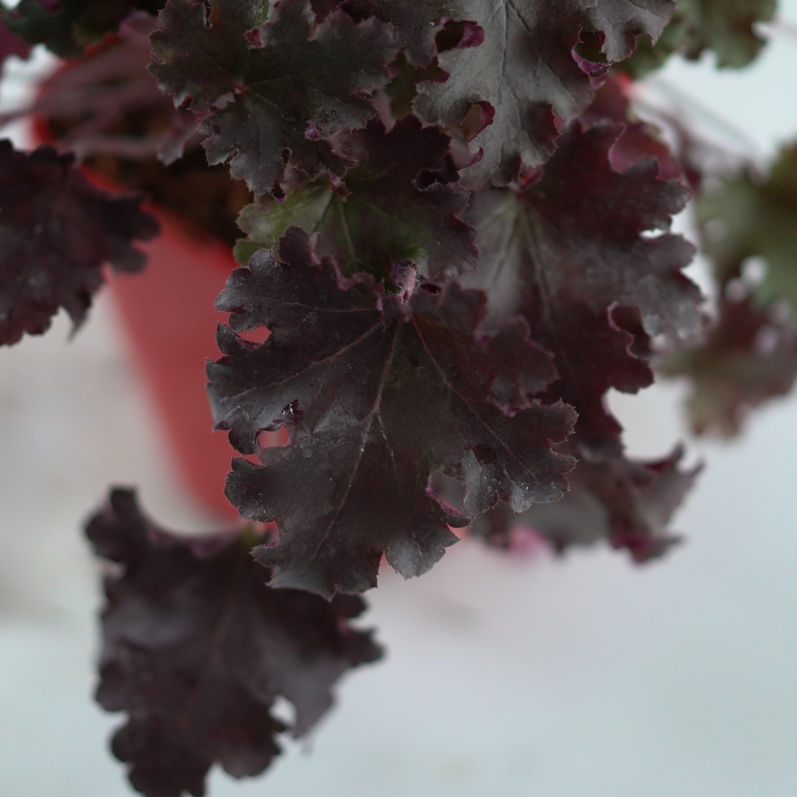 HEUCHERA HYBRIDA 'World Cafe Lungo' Żurawka ogrodowa