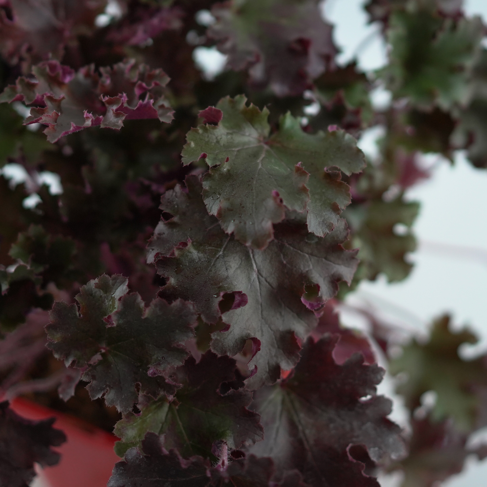 HEUCHERA HYBRIDA 'World Cafe Lungo' Żurawka ogrodowa