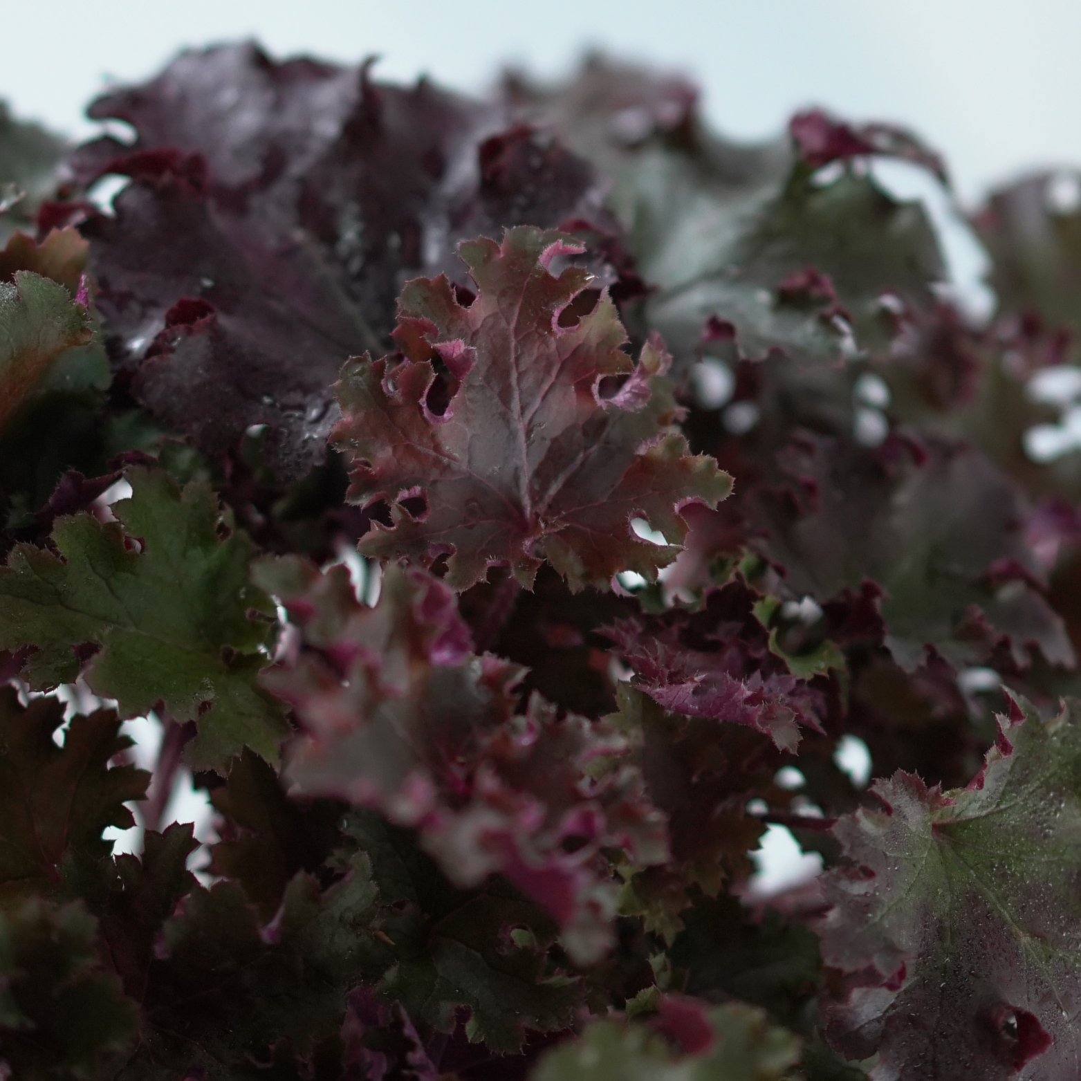 HEUCHERA HYBRIDA 'World Cafe Lungo' Żurawka ogrodowa